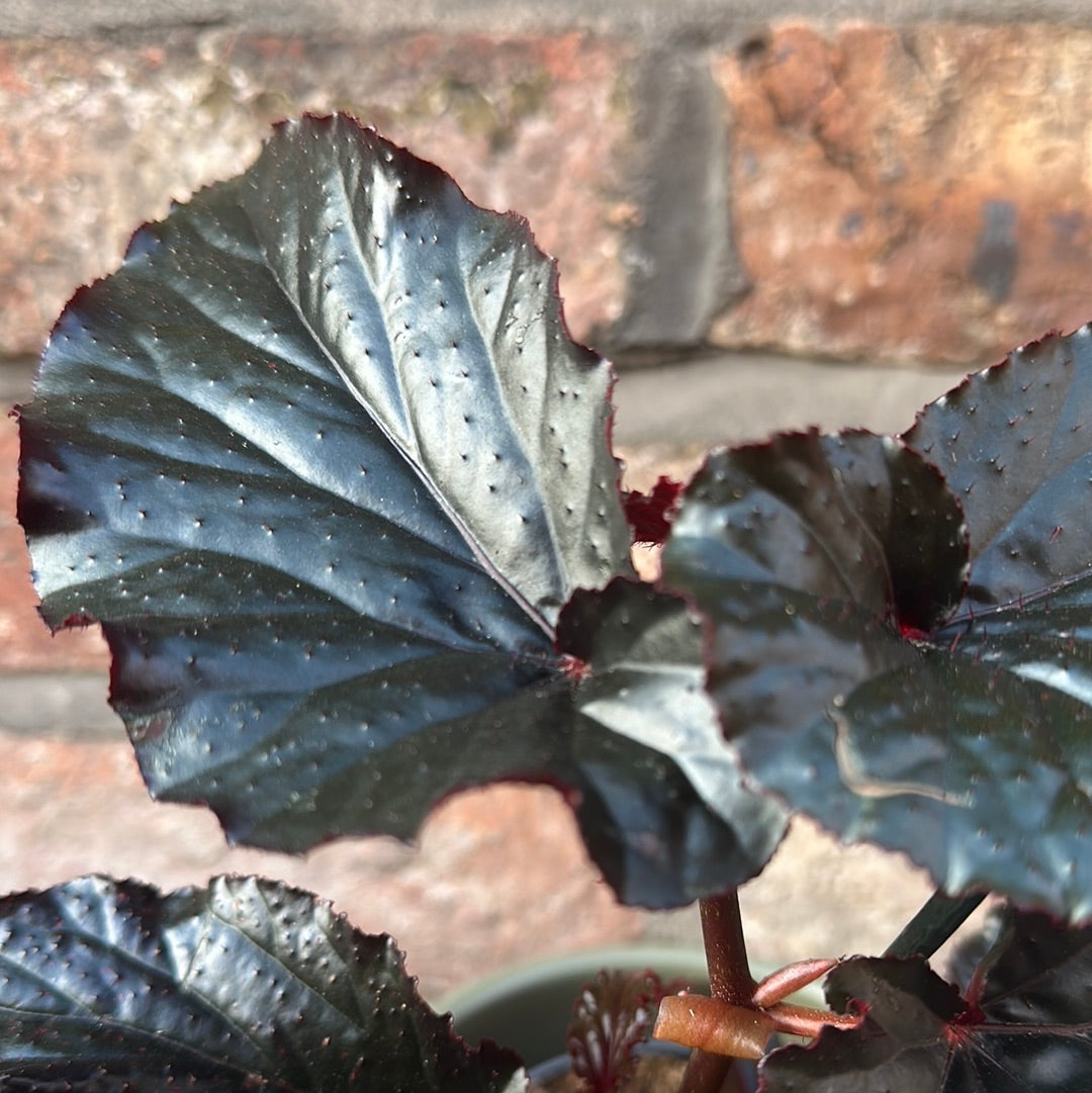Begonia Arabian Sunset