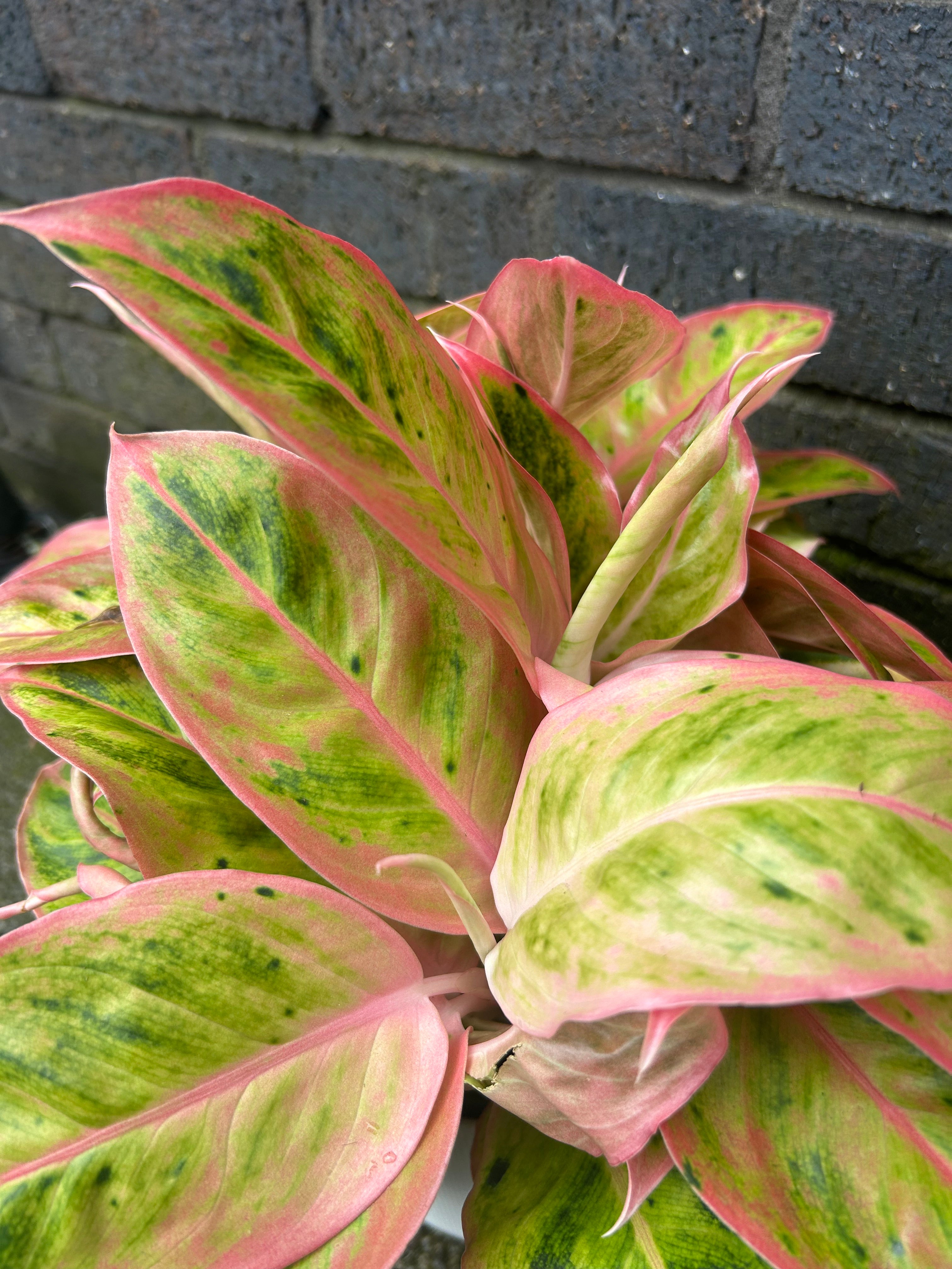 Aglaonema Salmon Fantasy