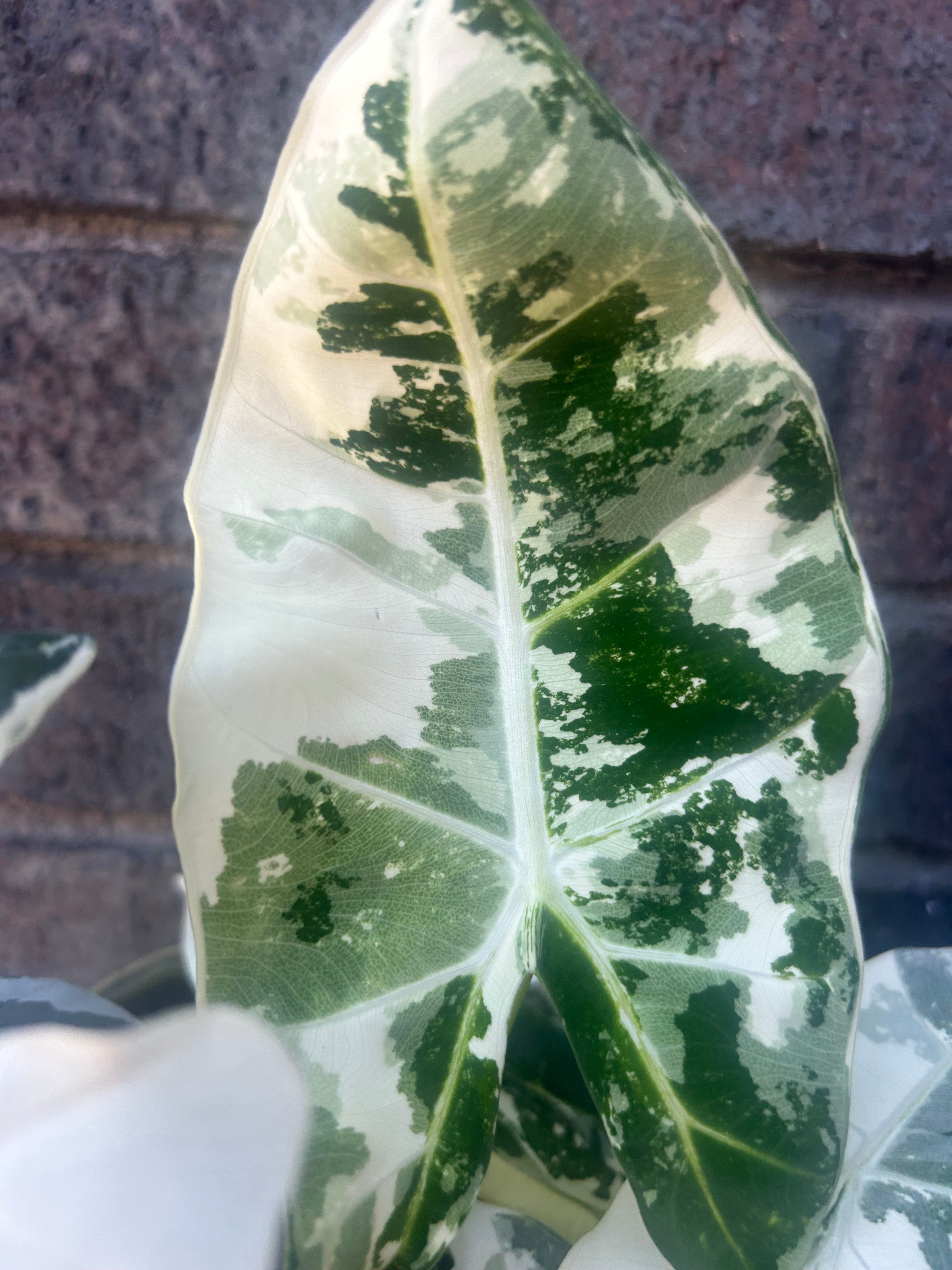 Alocasia Frydek Variegata