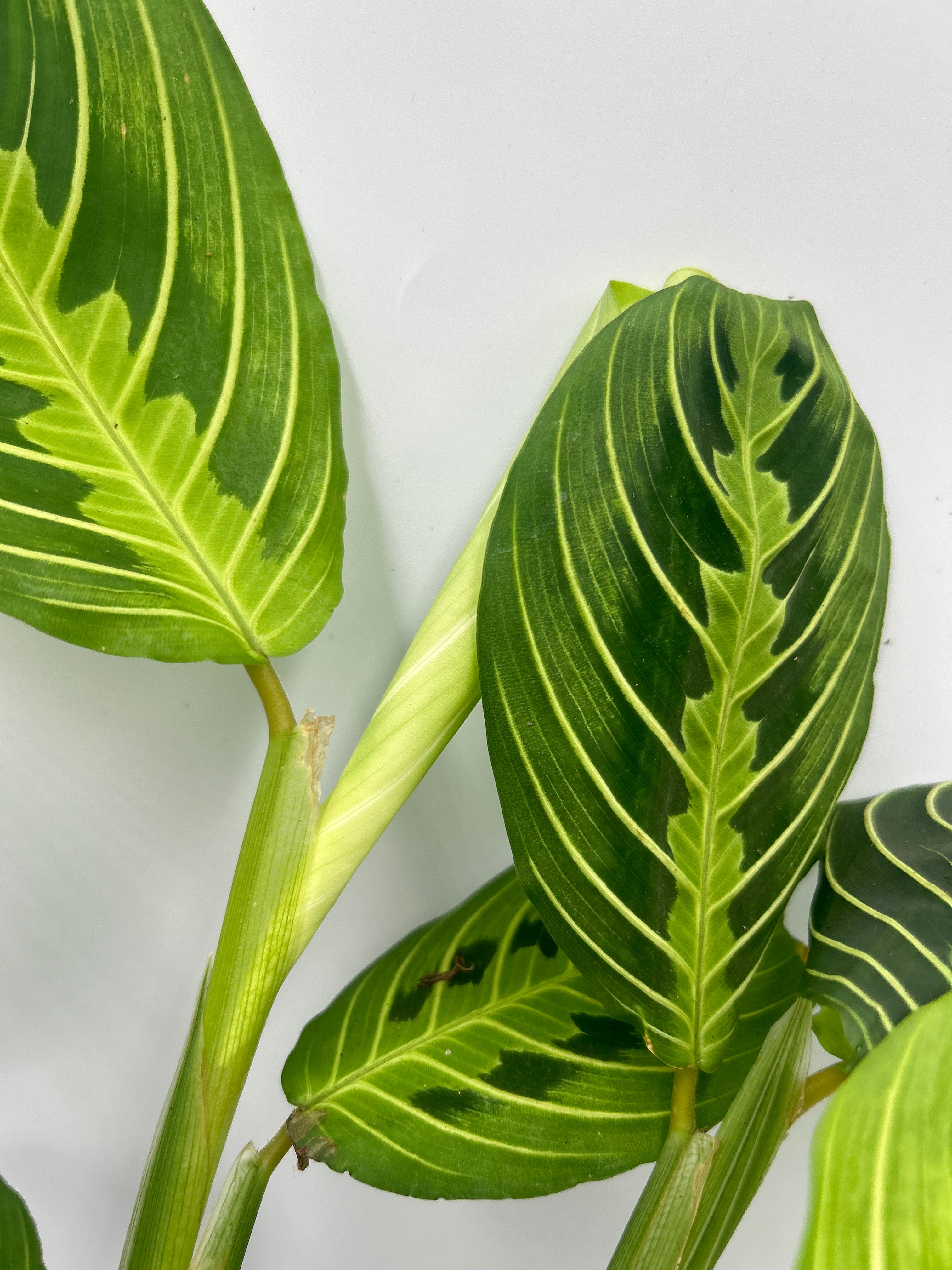 Maranta Lemon and Lime