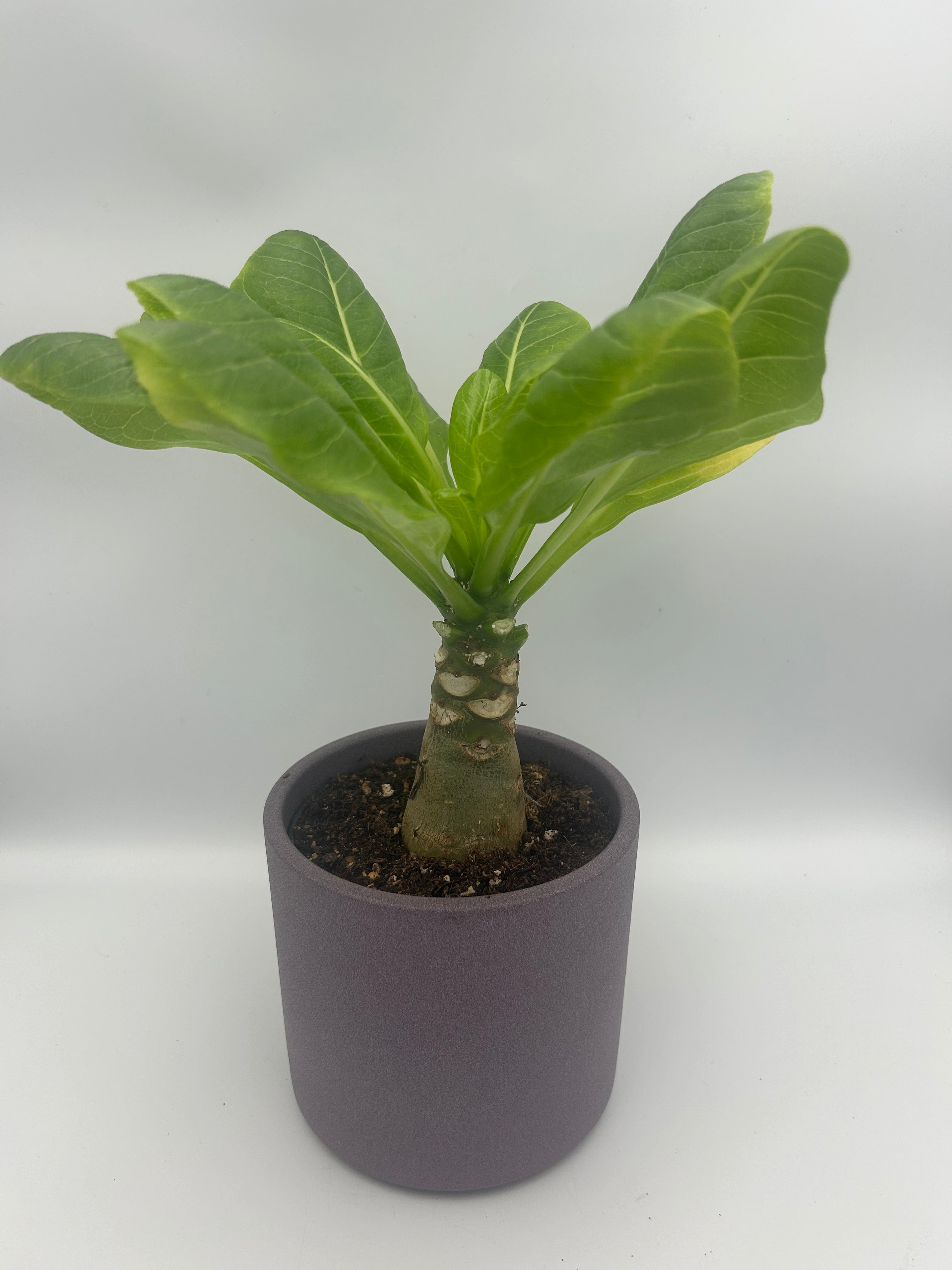 Brighamia Insignis Hawaiian Palm