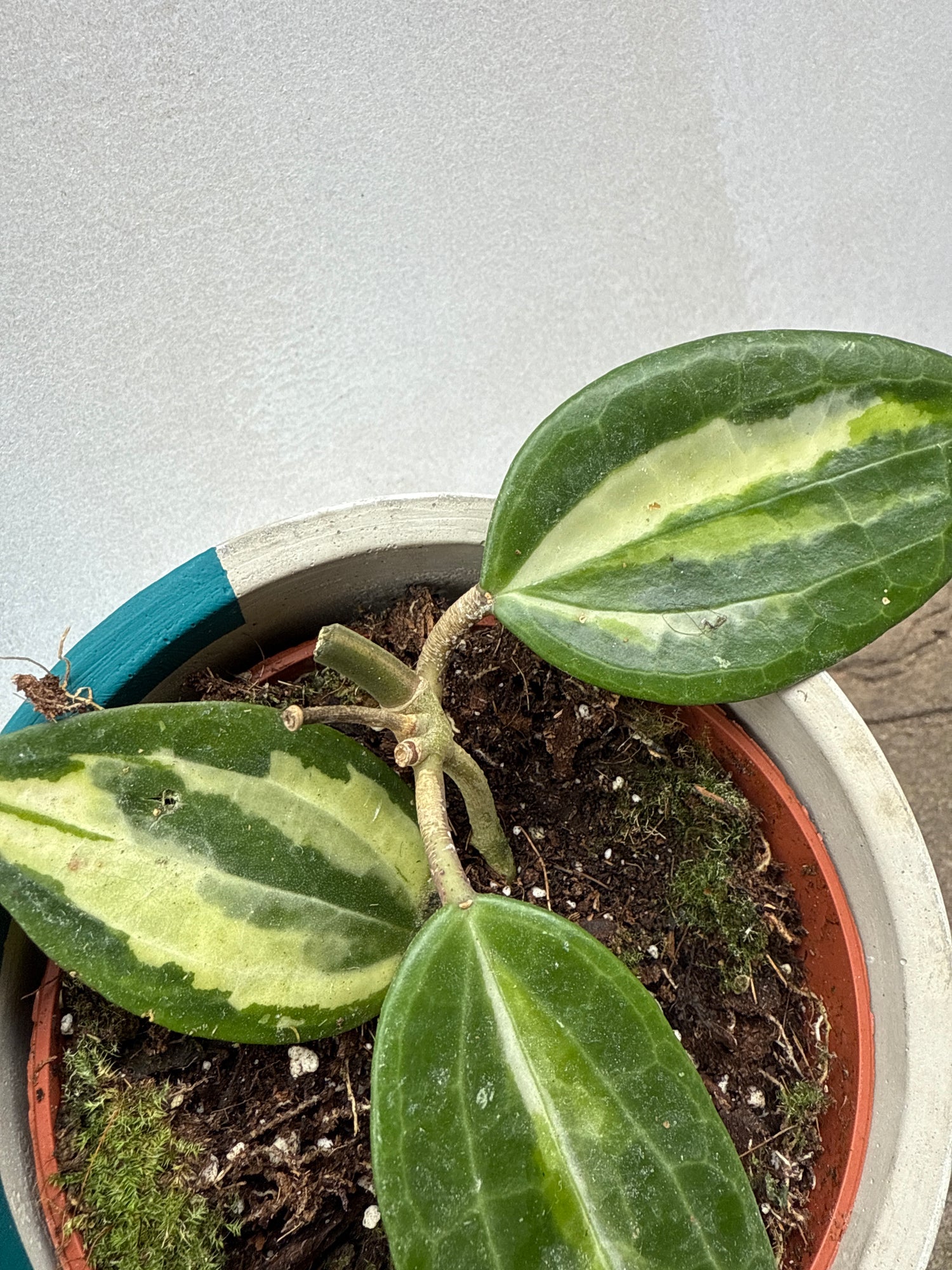 Hoya Latifolia (Pot of Gold)