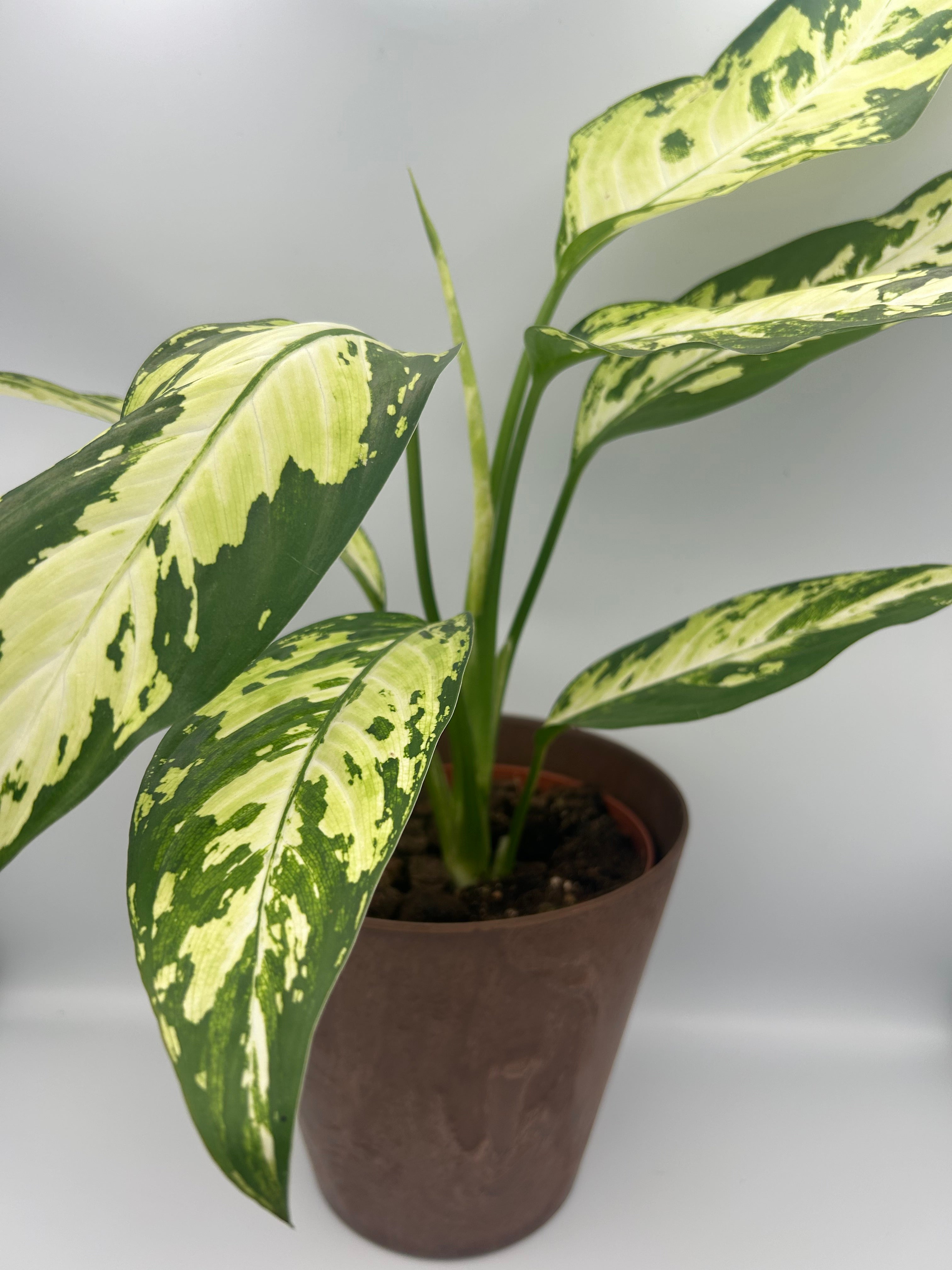 Dieffenbachia Yellow Star (Rare)