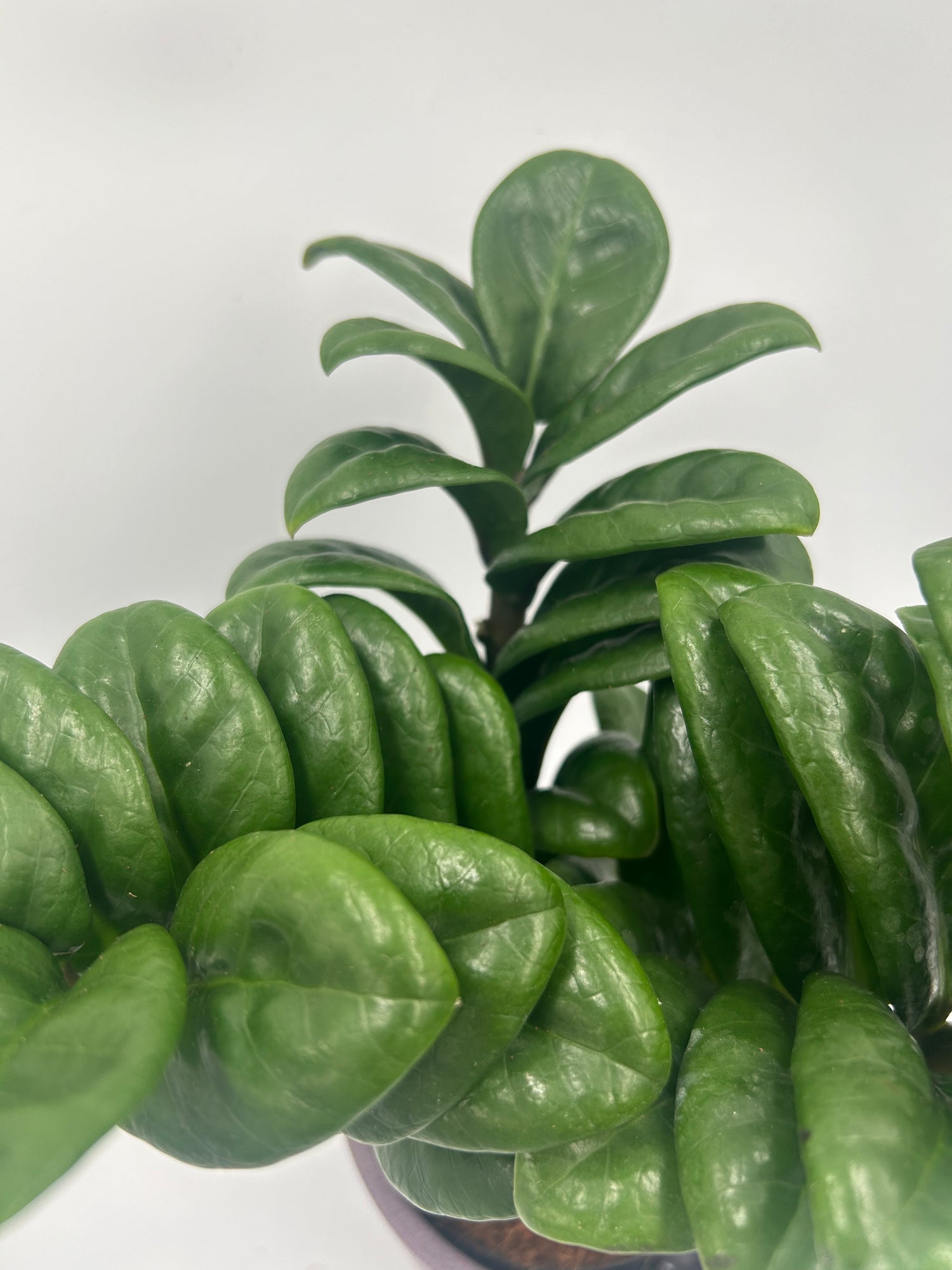 Zamioculcas Zamicron Zenzi