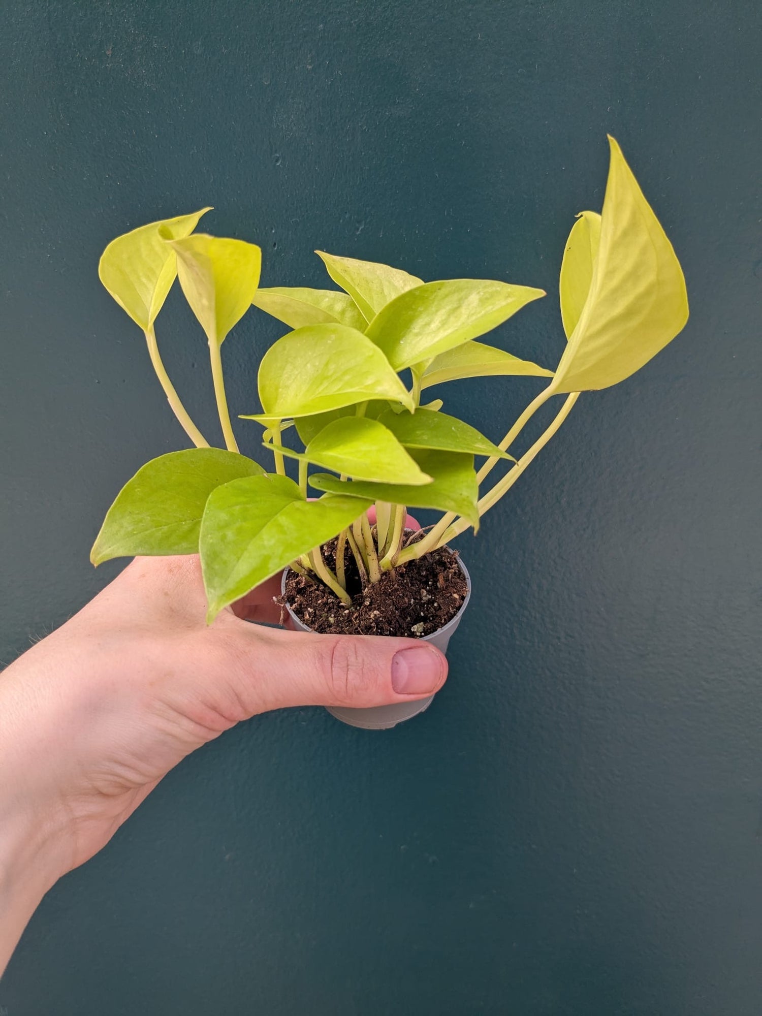 Philodendron Neon