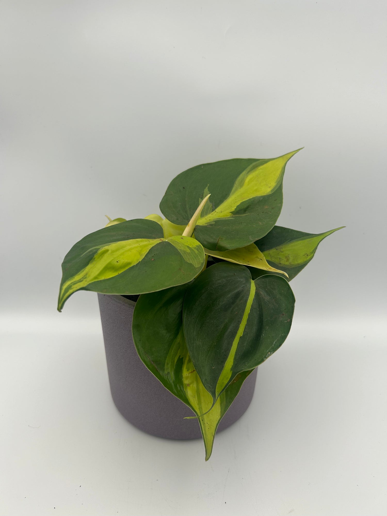 Philodendron Scandens Brasil