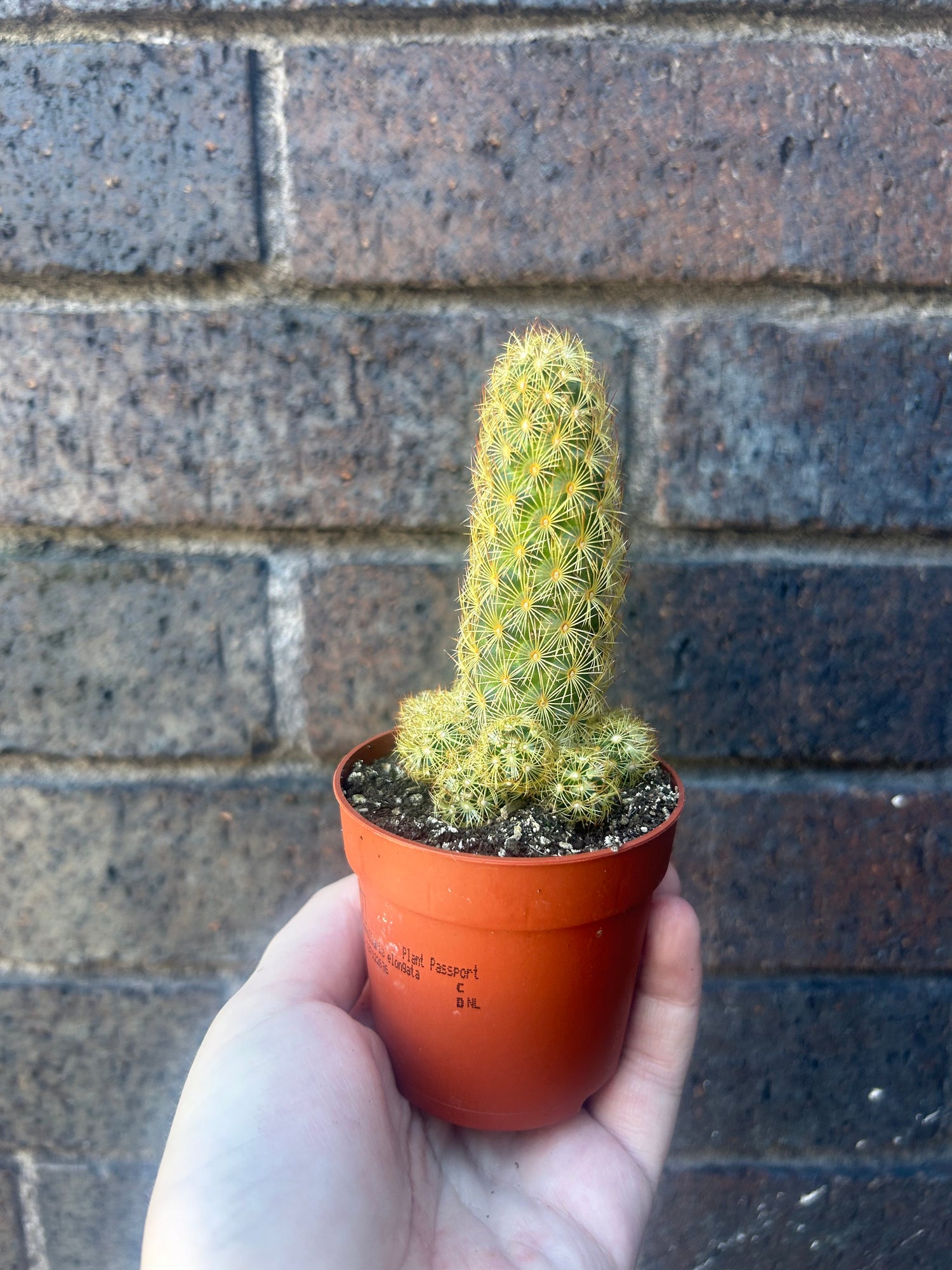 Mammillaria Lucky Dip