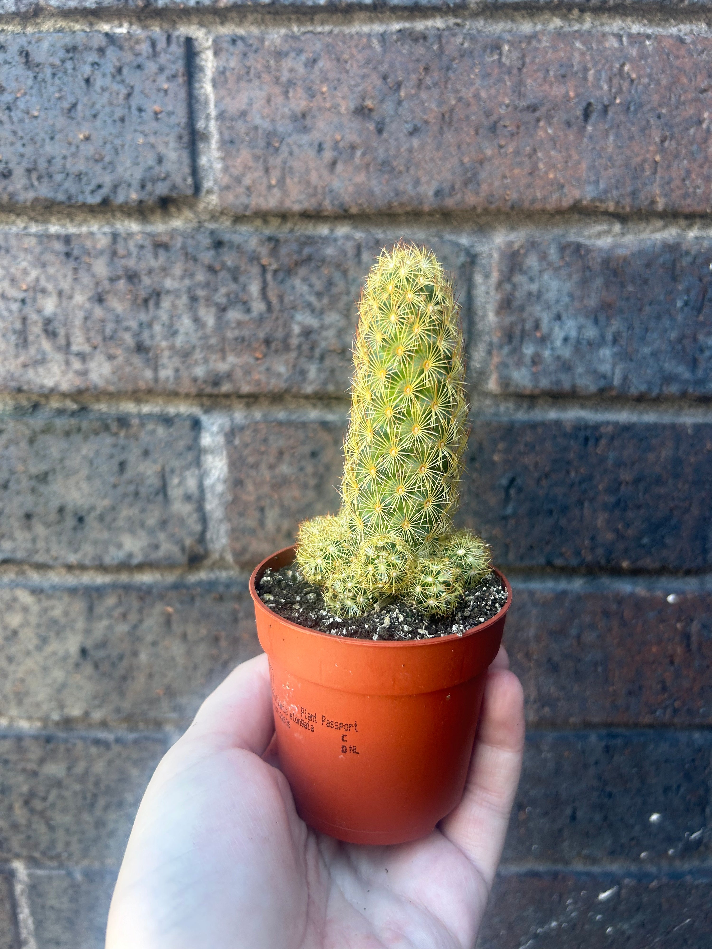 Mammillaria Lucky Dip