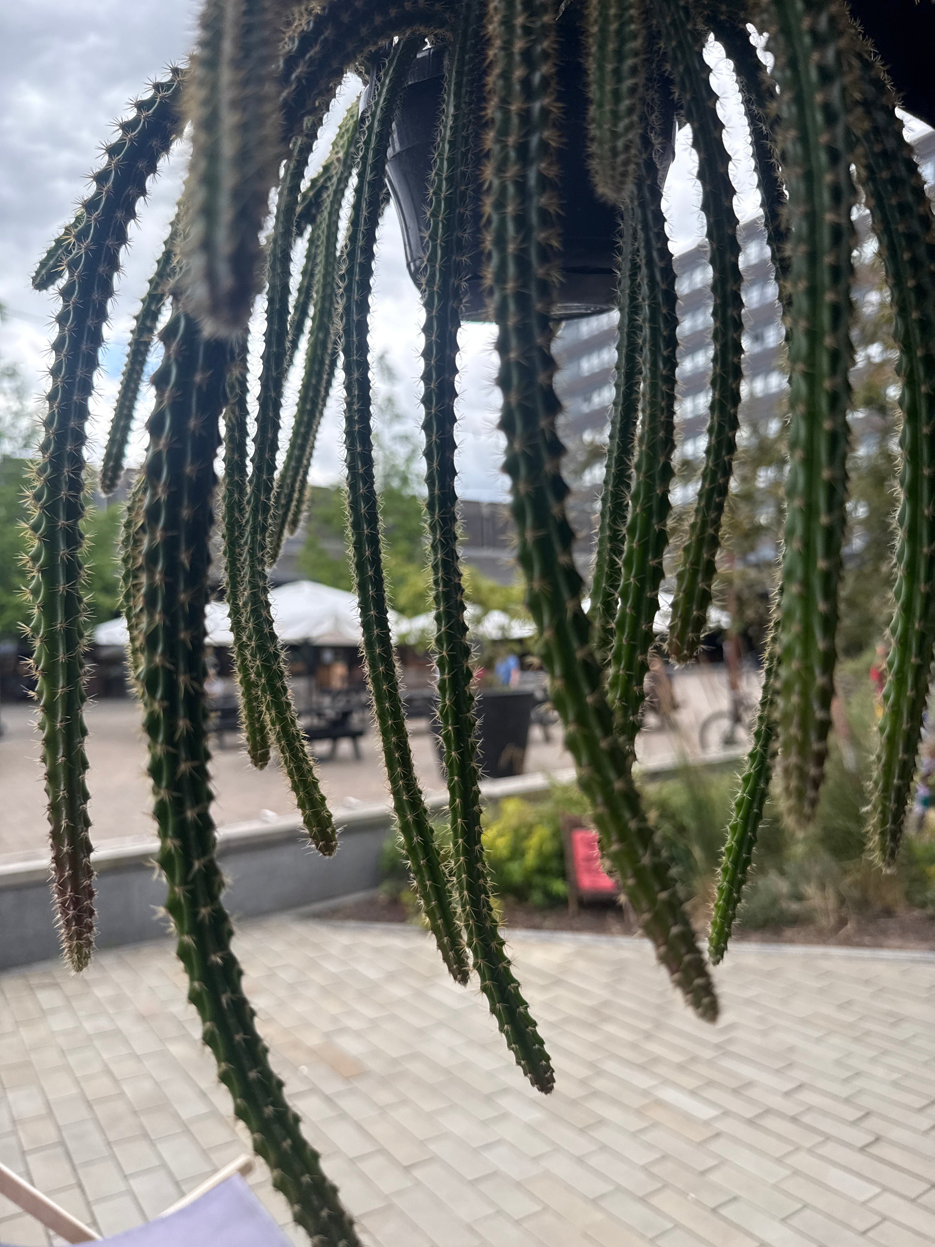 aporocactus mallisonii Rat Tail Cactus