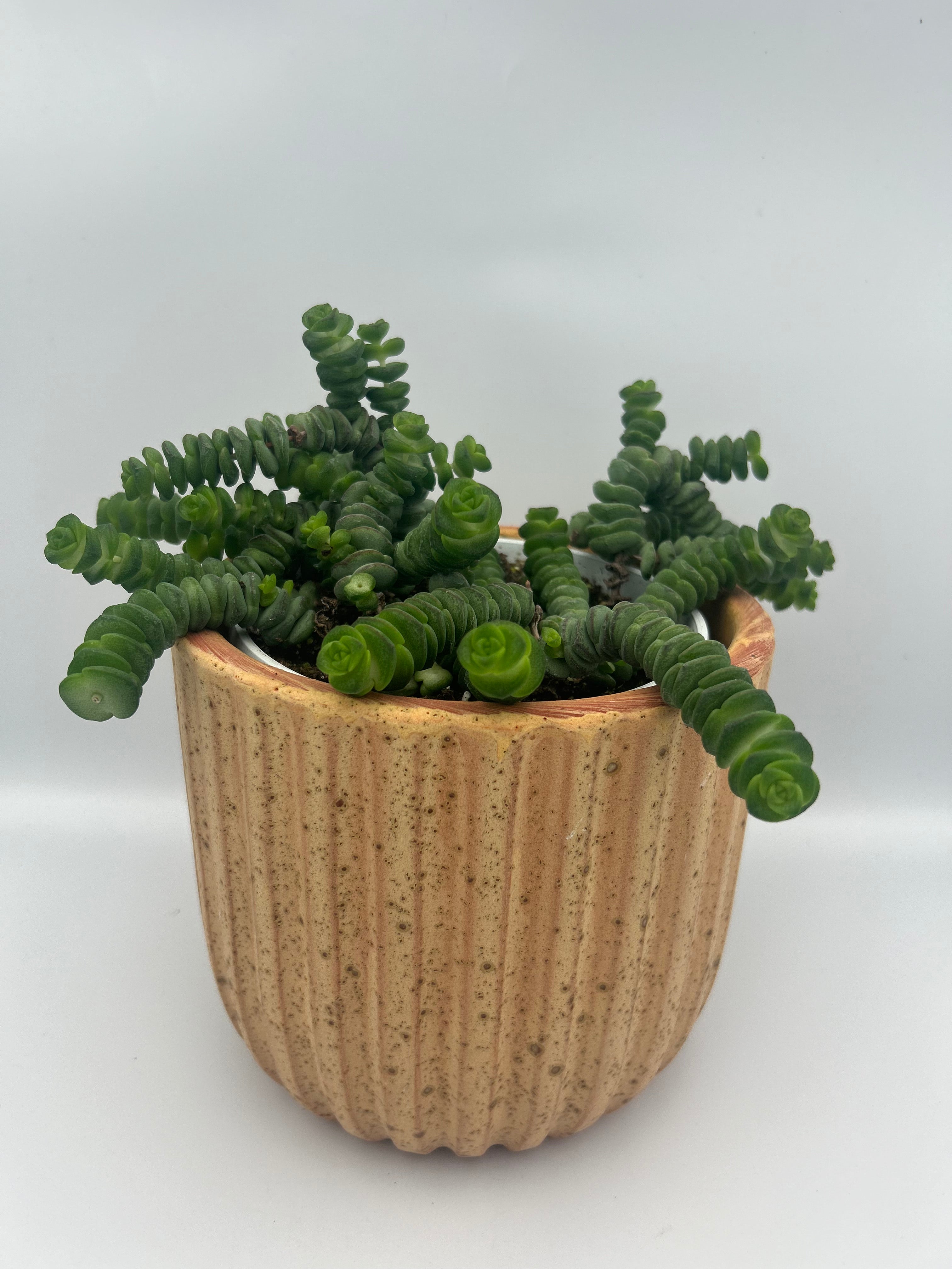 Crassula Hottentot