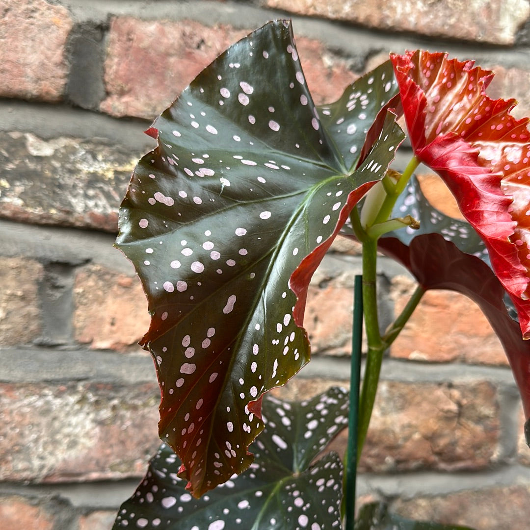 Begonia Cracklin Rosie