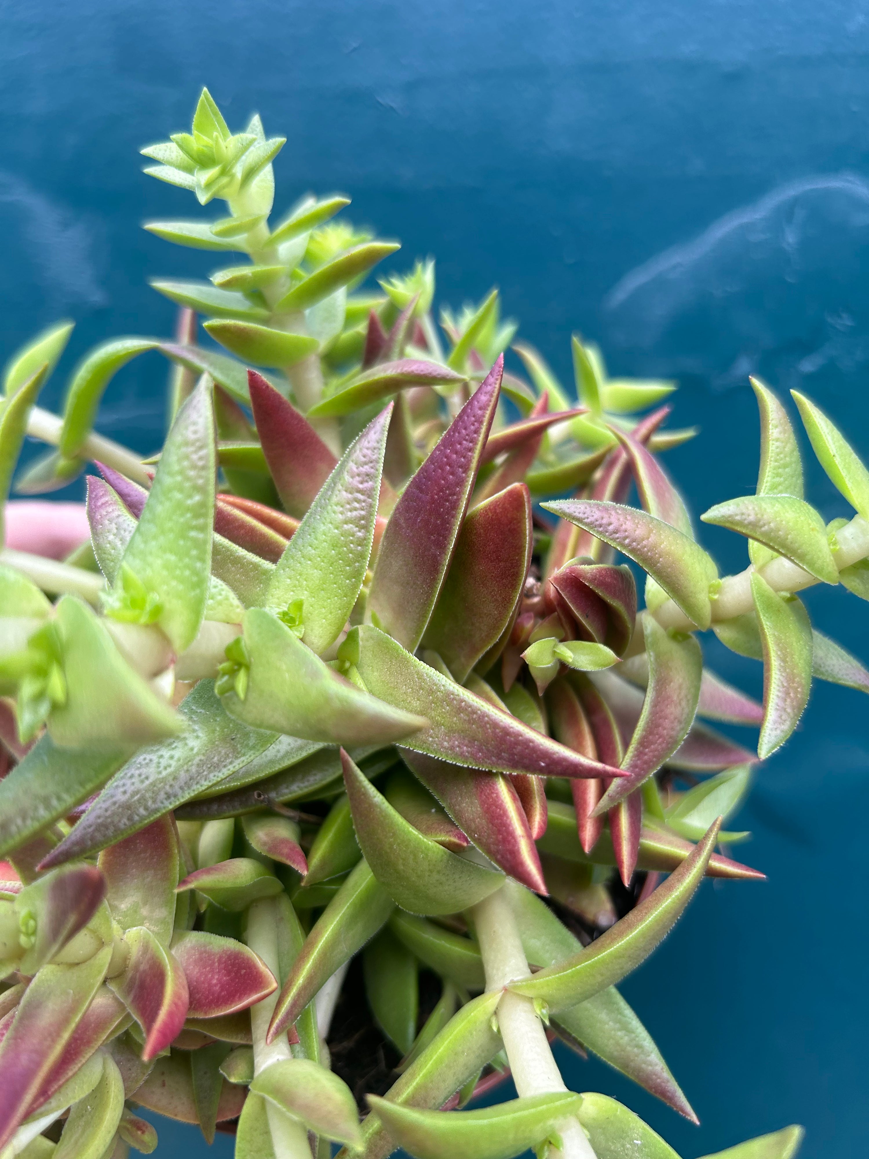 Crassula Capitello Red