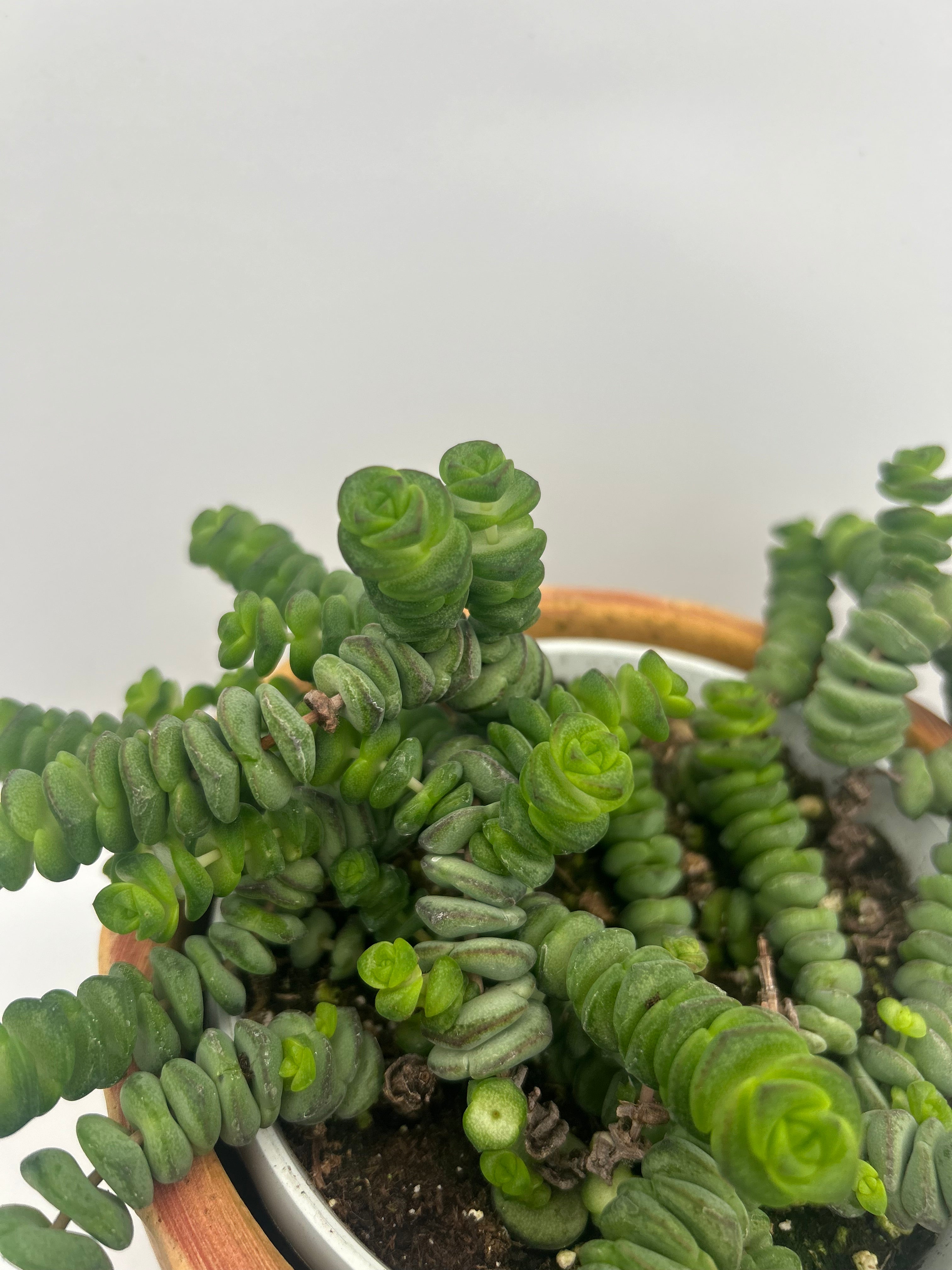 Crassula Hottentot