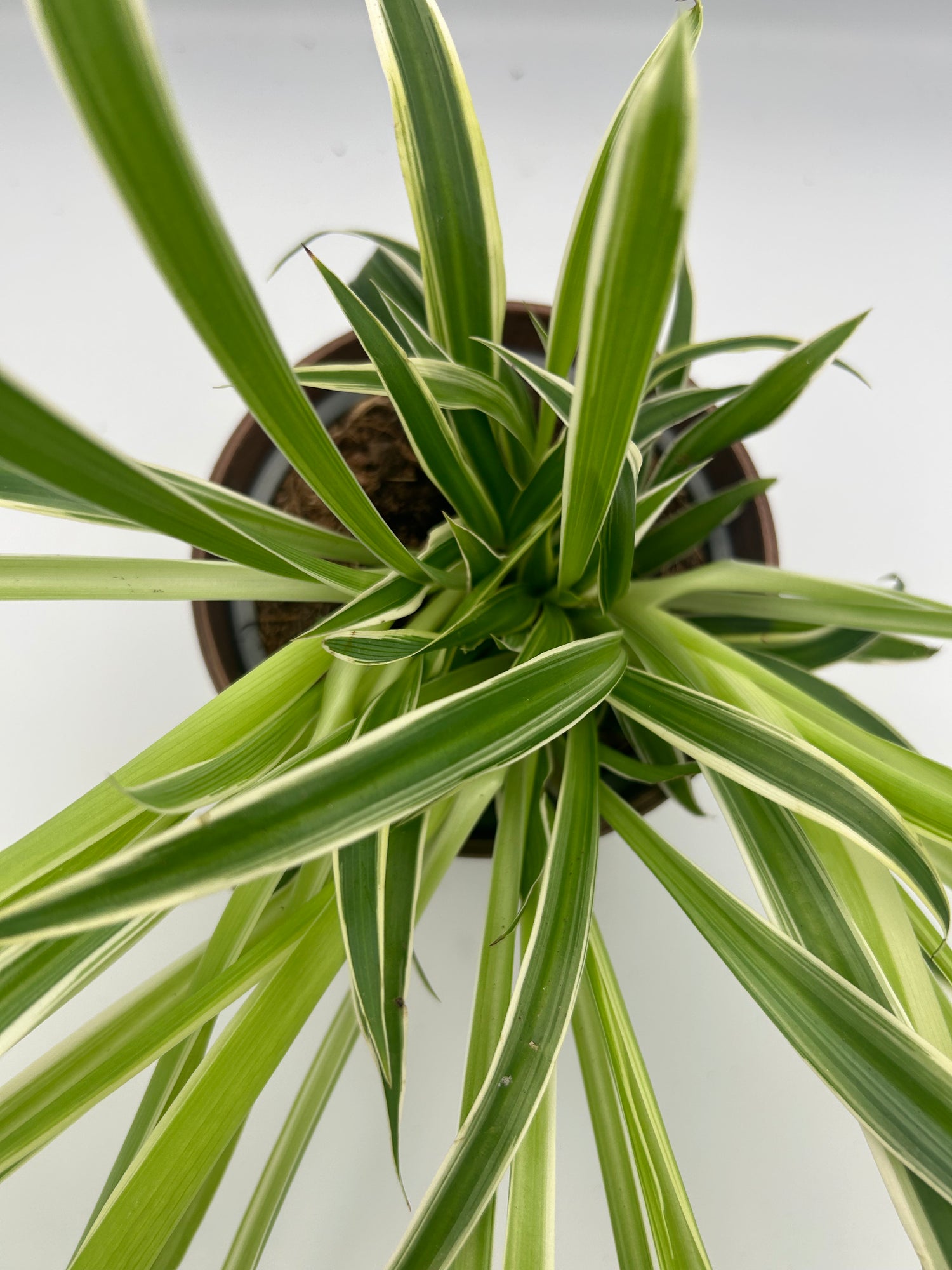 Chlorophytum comosum