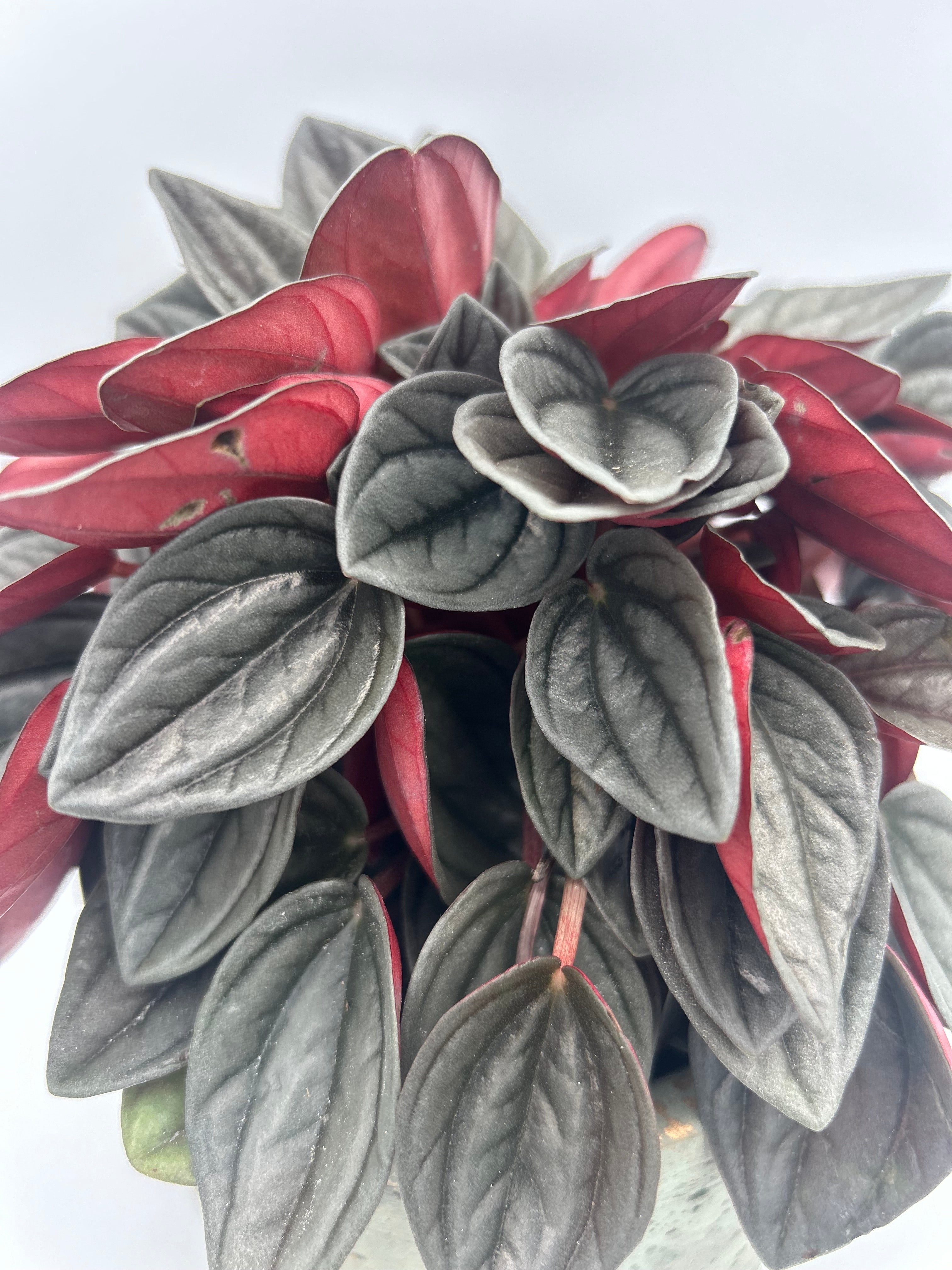 Peperomia Santorini