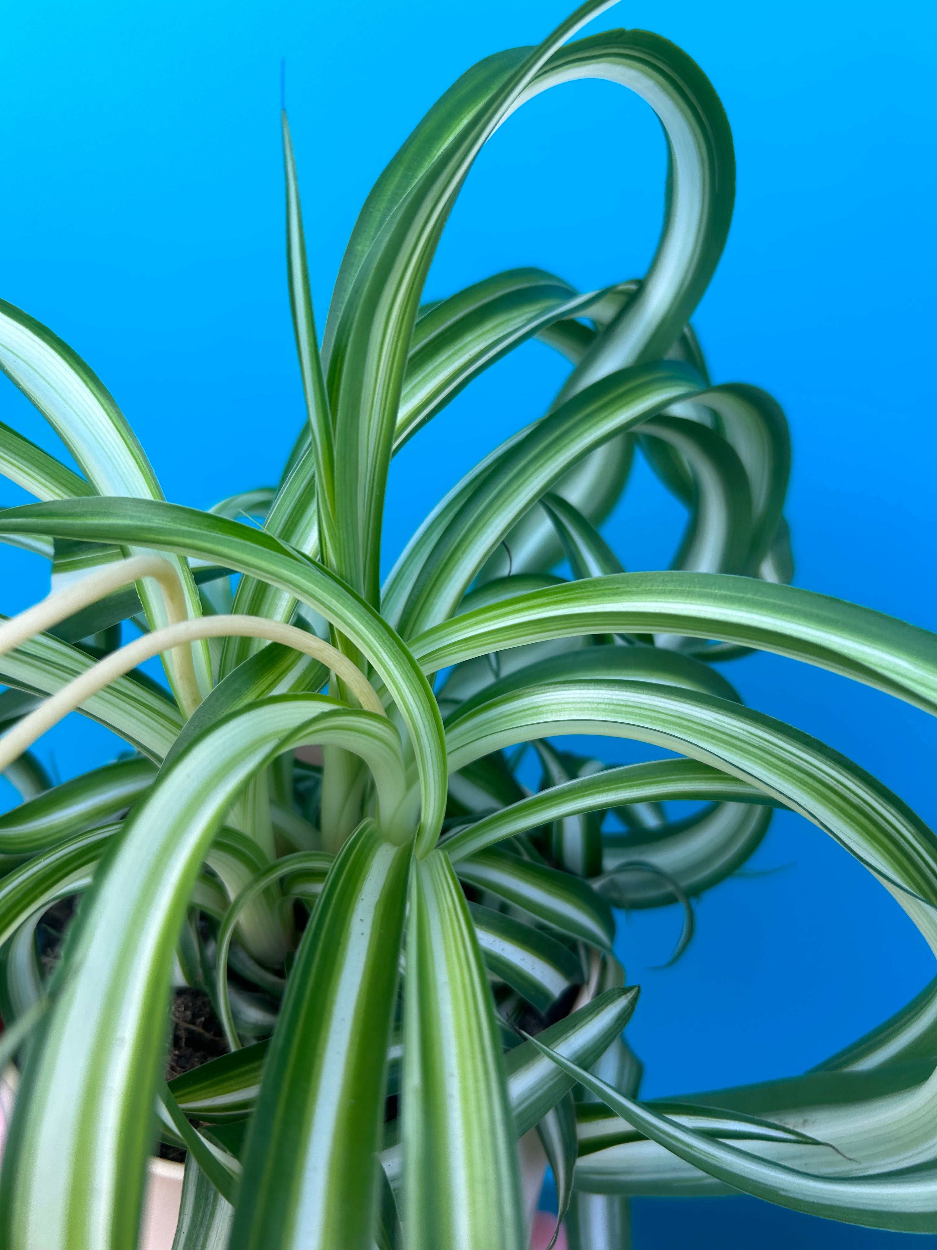 Chlorophytum comosum ‘Bonnie’