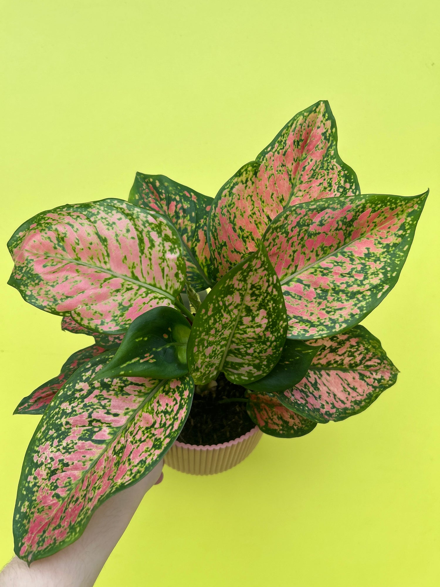 Aglaonema Crimson Love