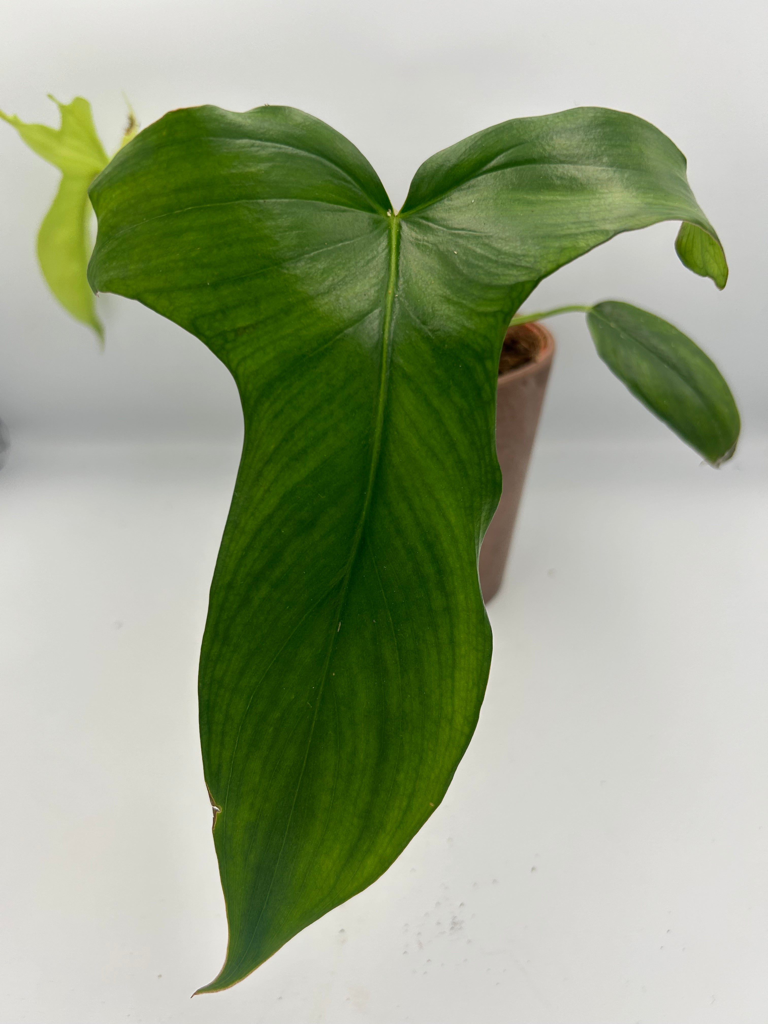 Philodendron Gladhands