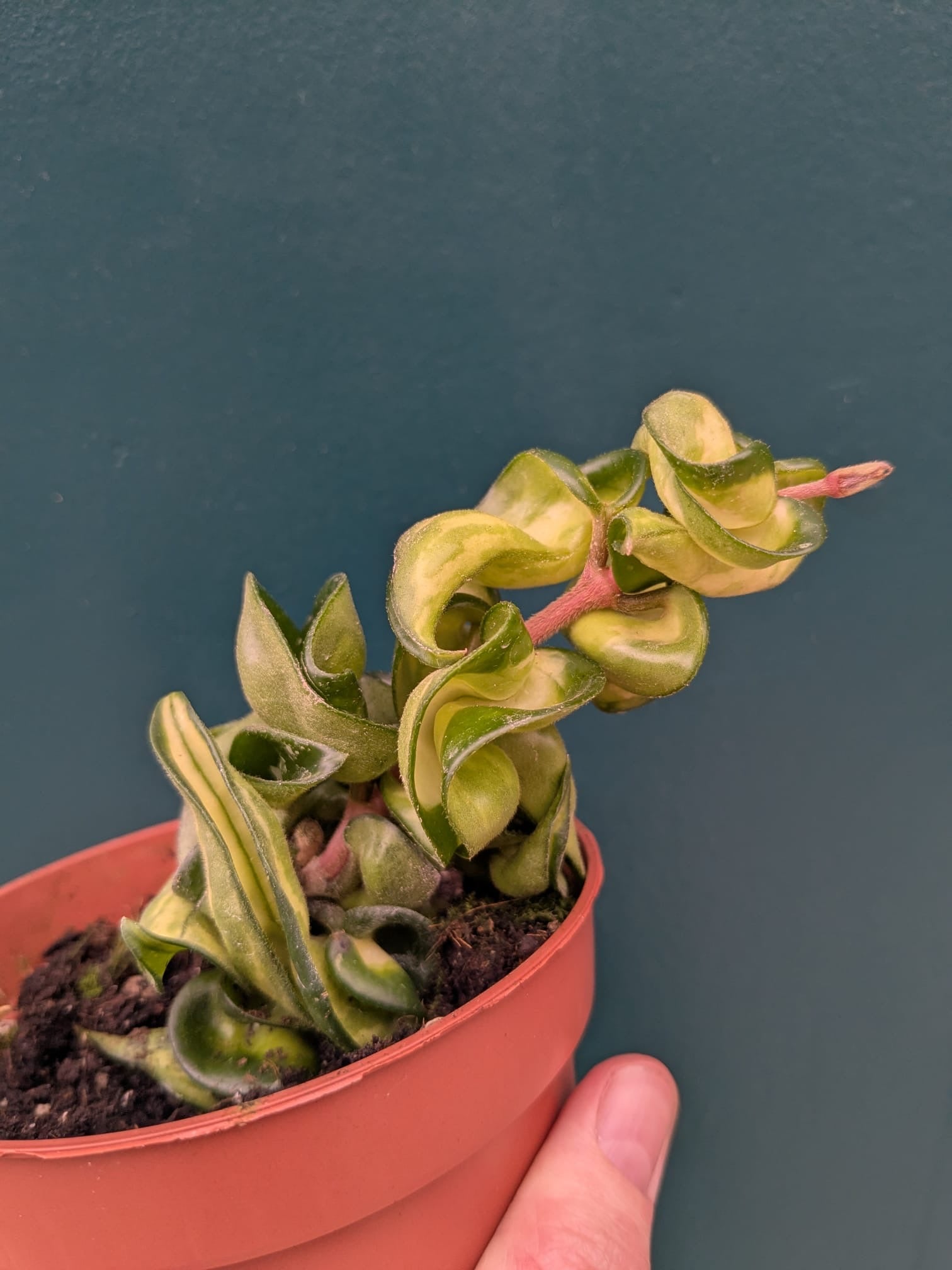 Hoya Carnosa Compacta (Muana Loa)