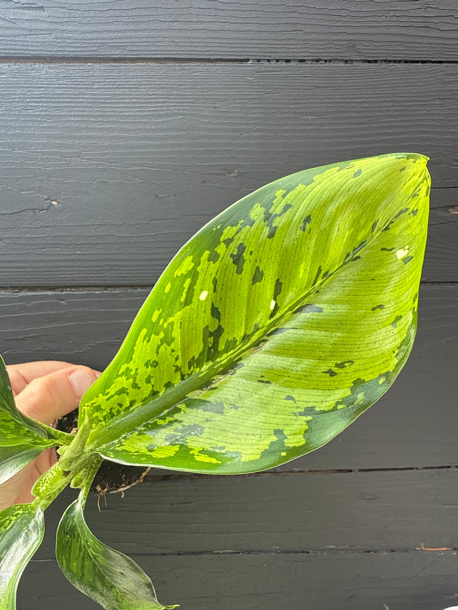 Dieffenbachia Crocodile