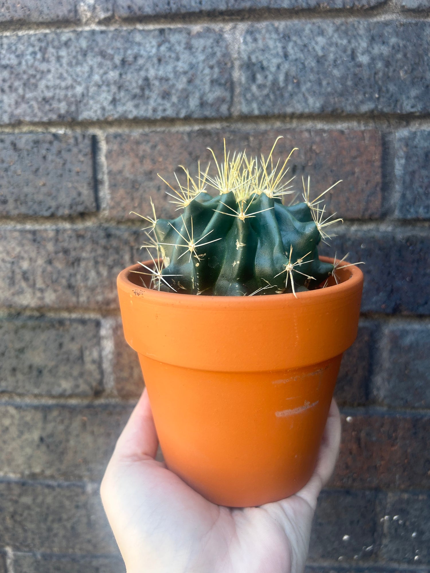 Mammillaria Lucky Dip