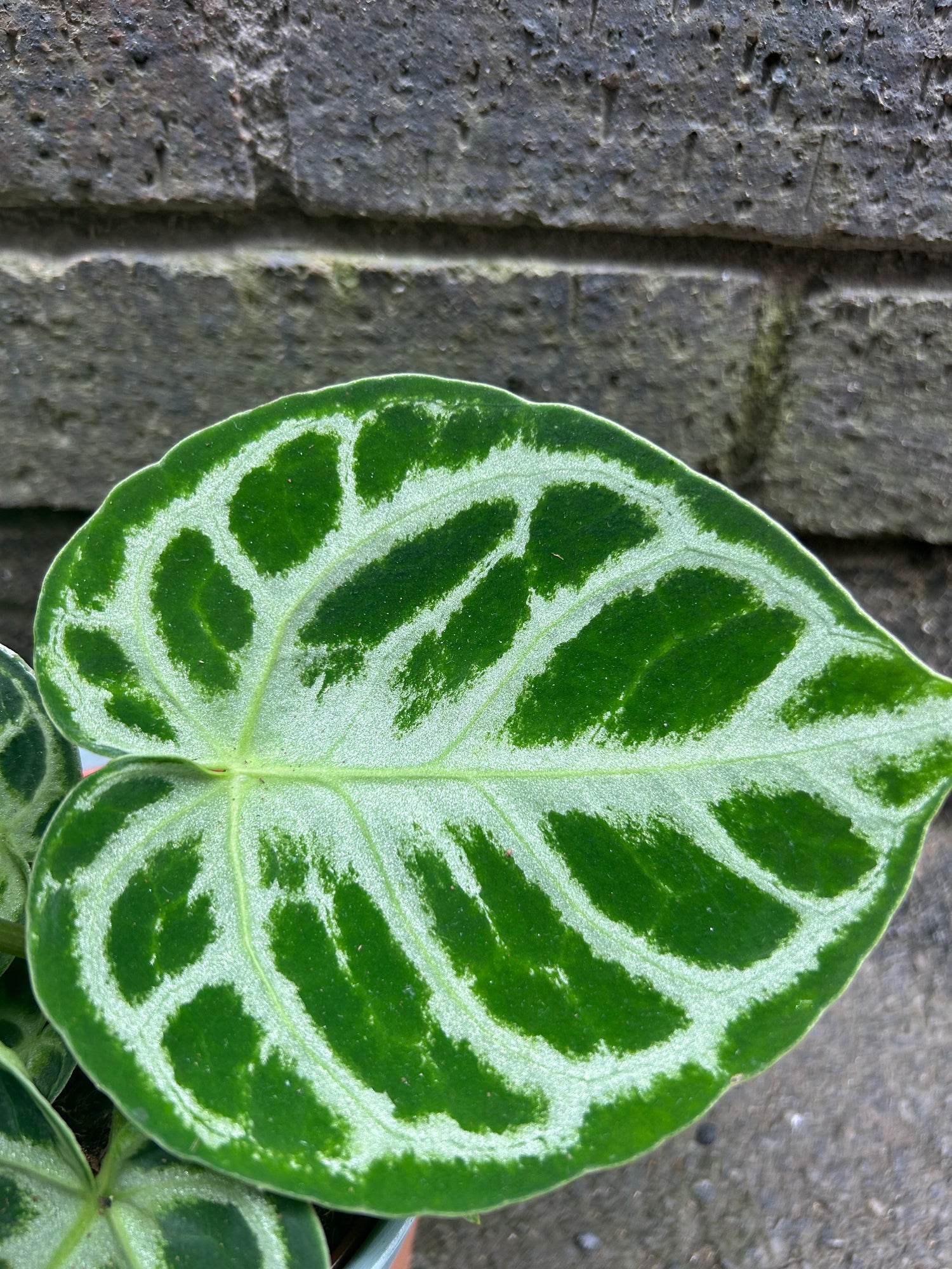 Anthurium Silver Blush
