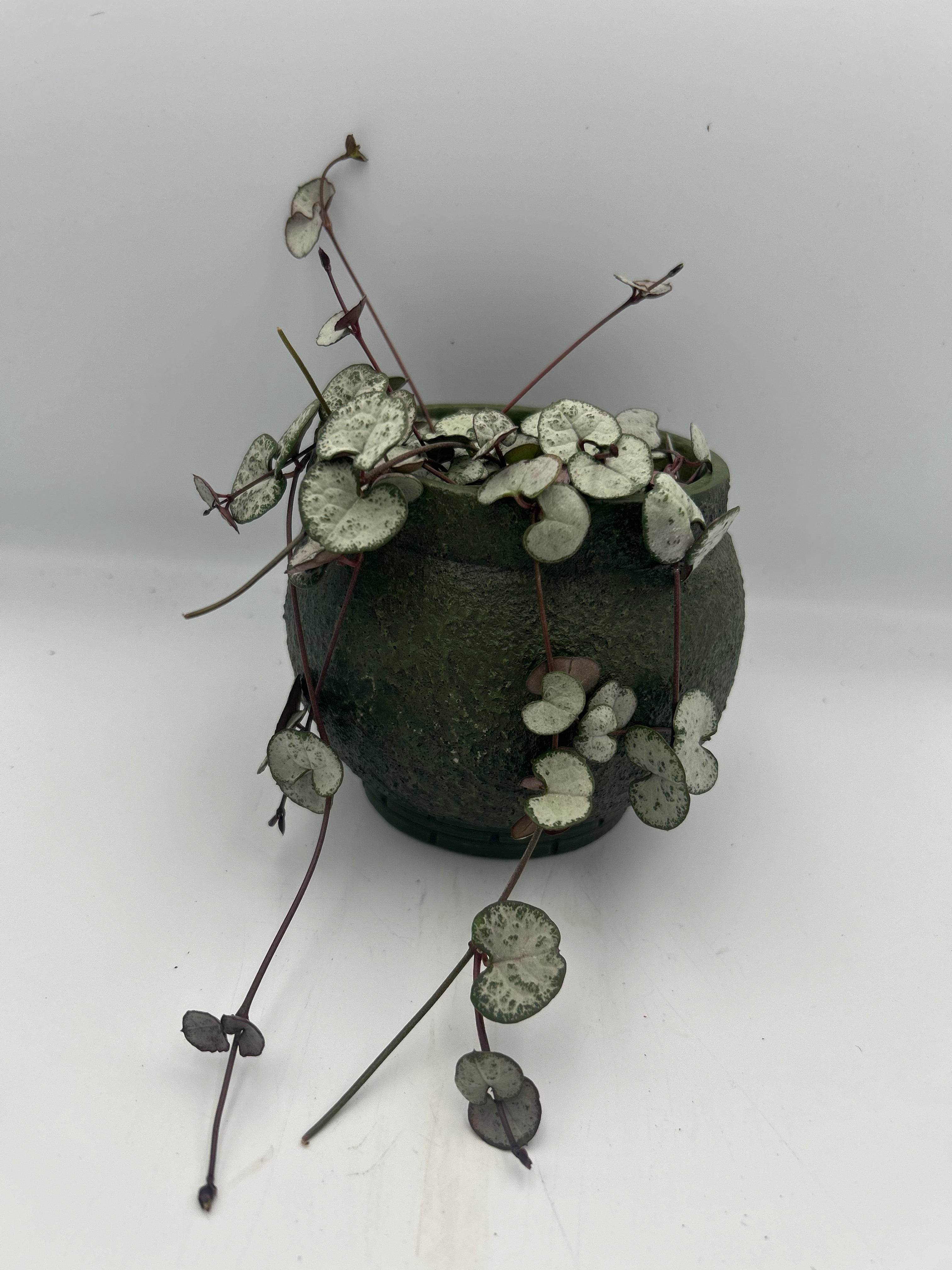 Ceropegia Woodii (String of Hearts)