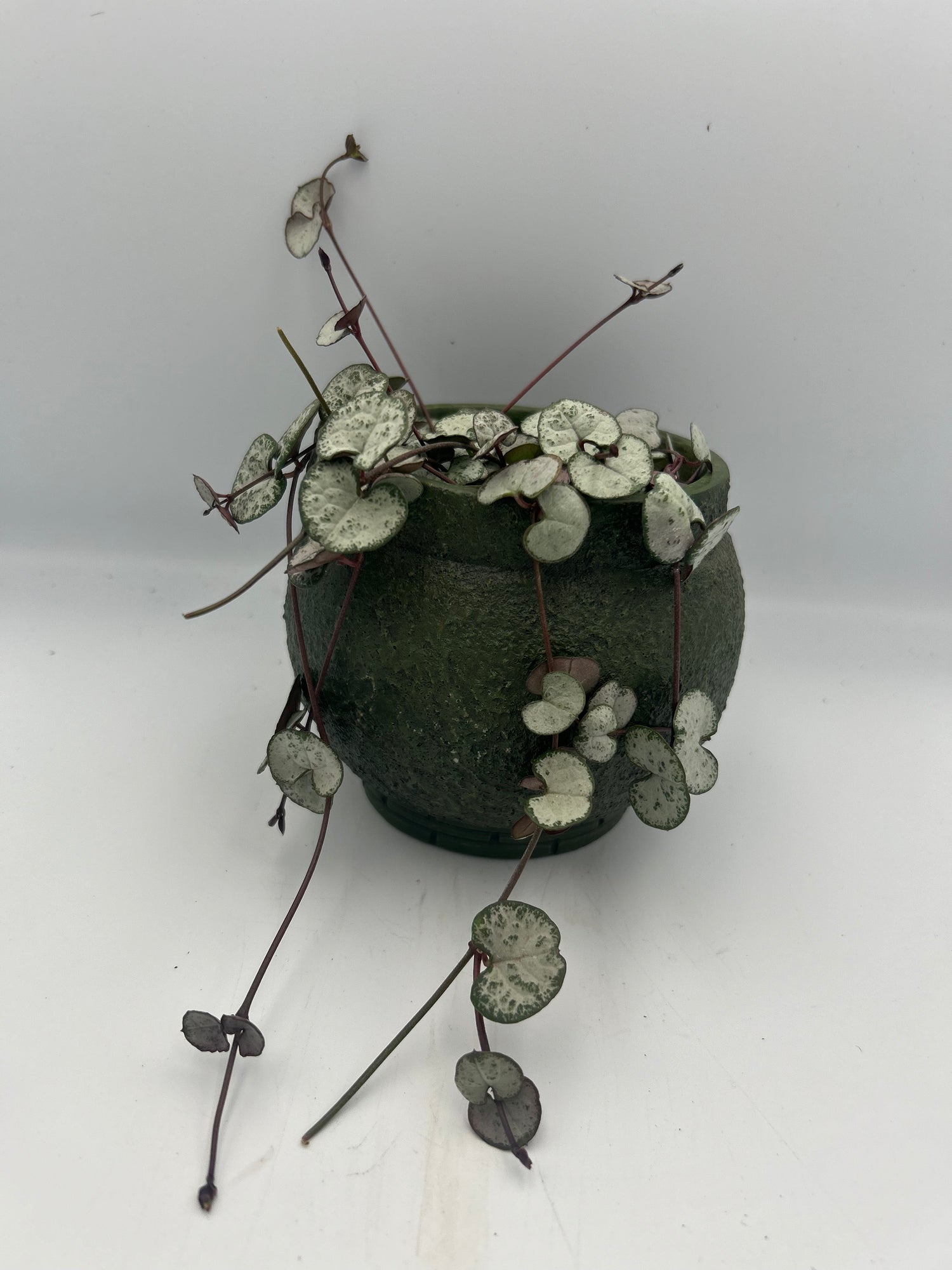 Ceropegia Woodii (String of Hearts)