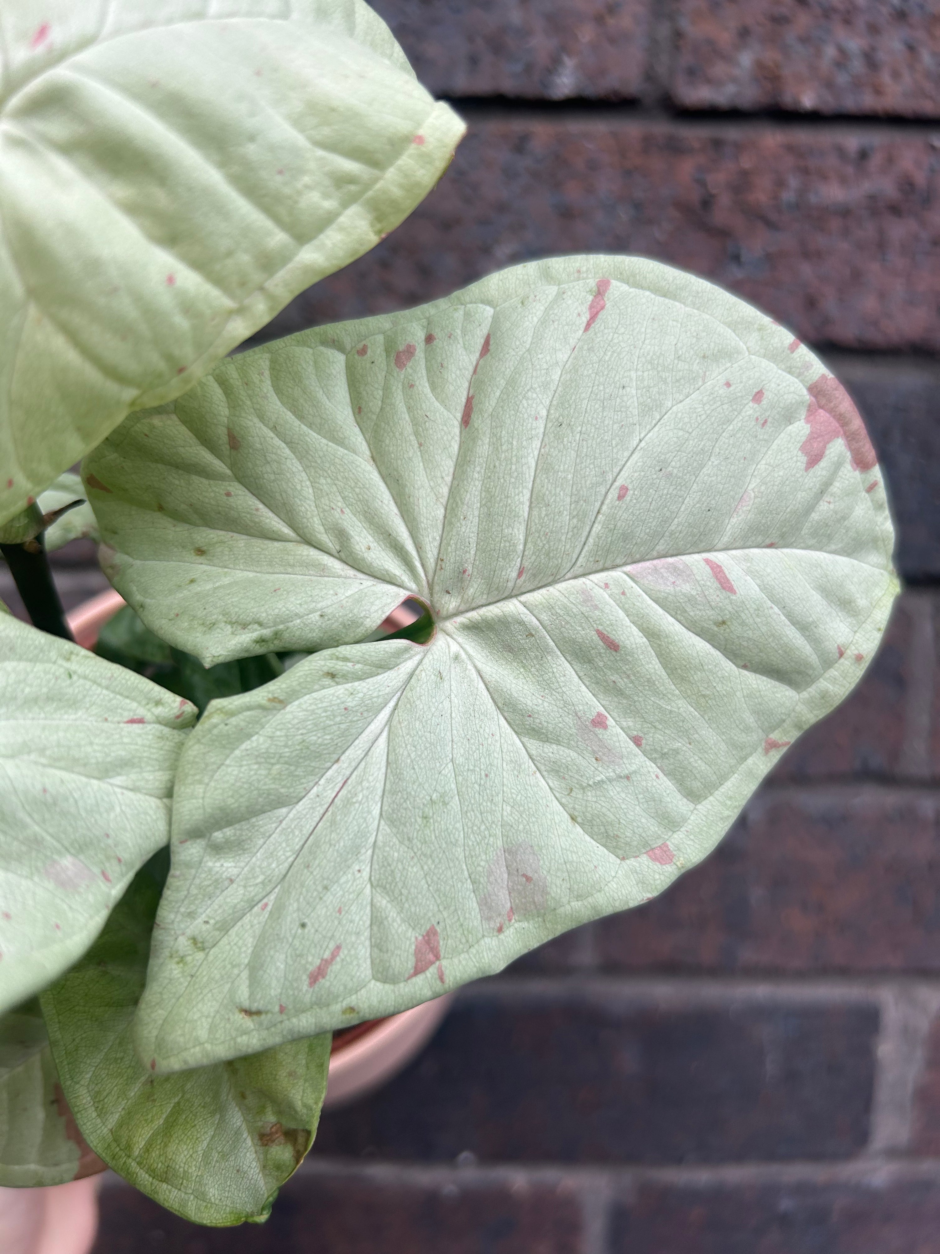 Syngonium Confetti