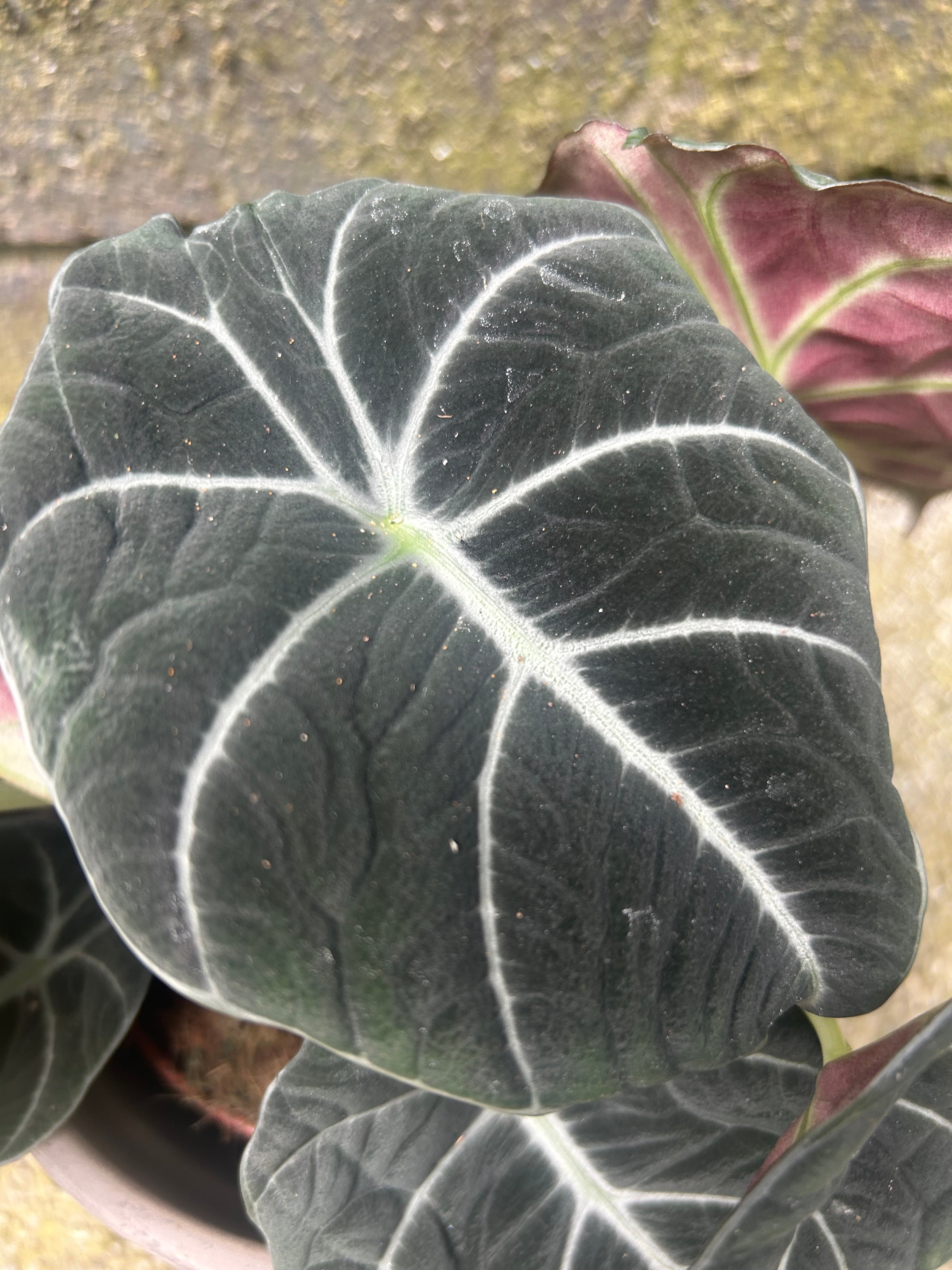 Alocasia Black Velvet