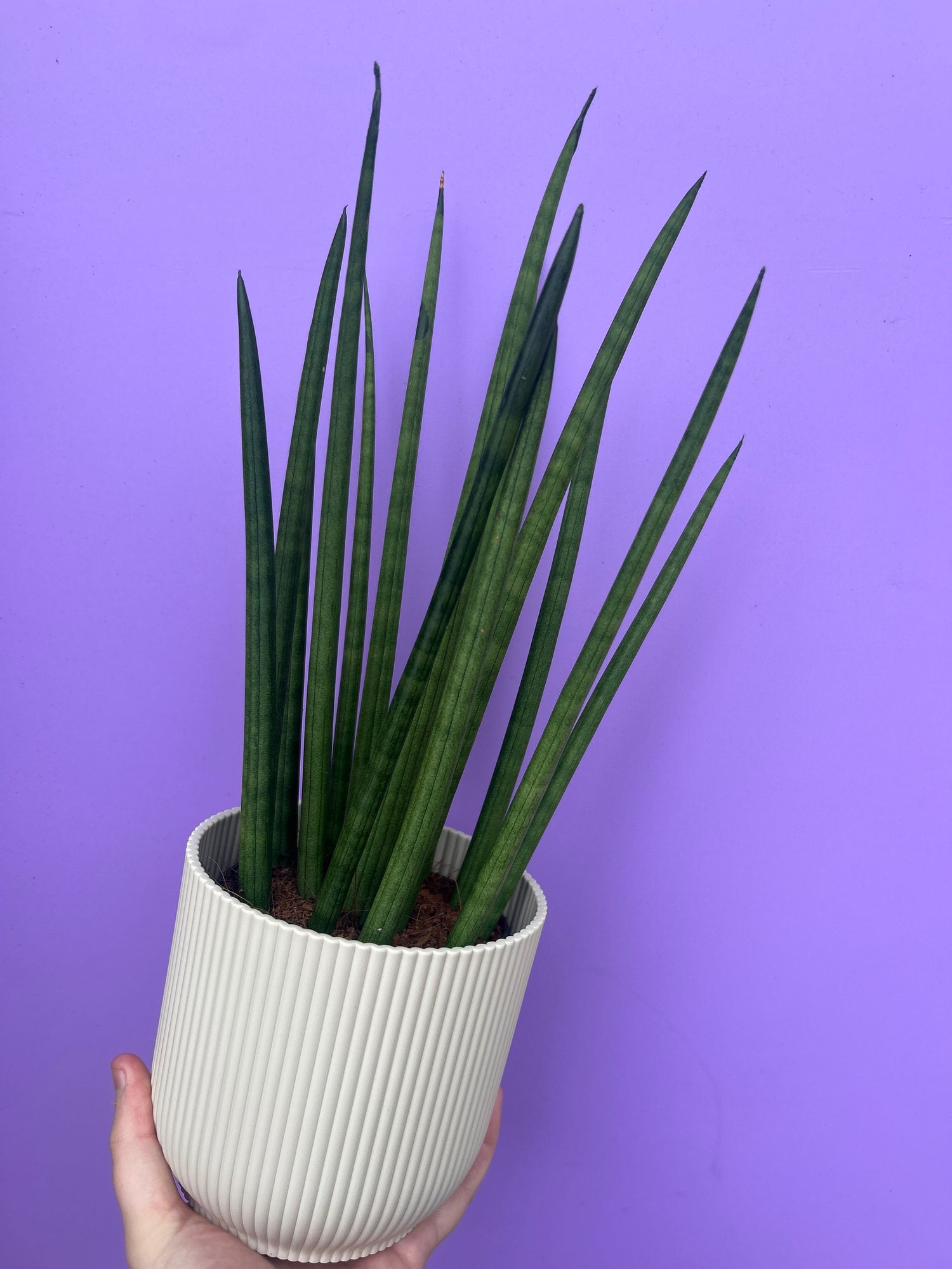 Sansevieria Cylindrica