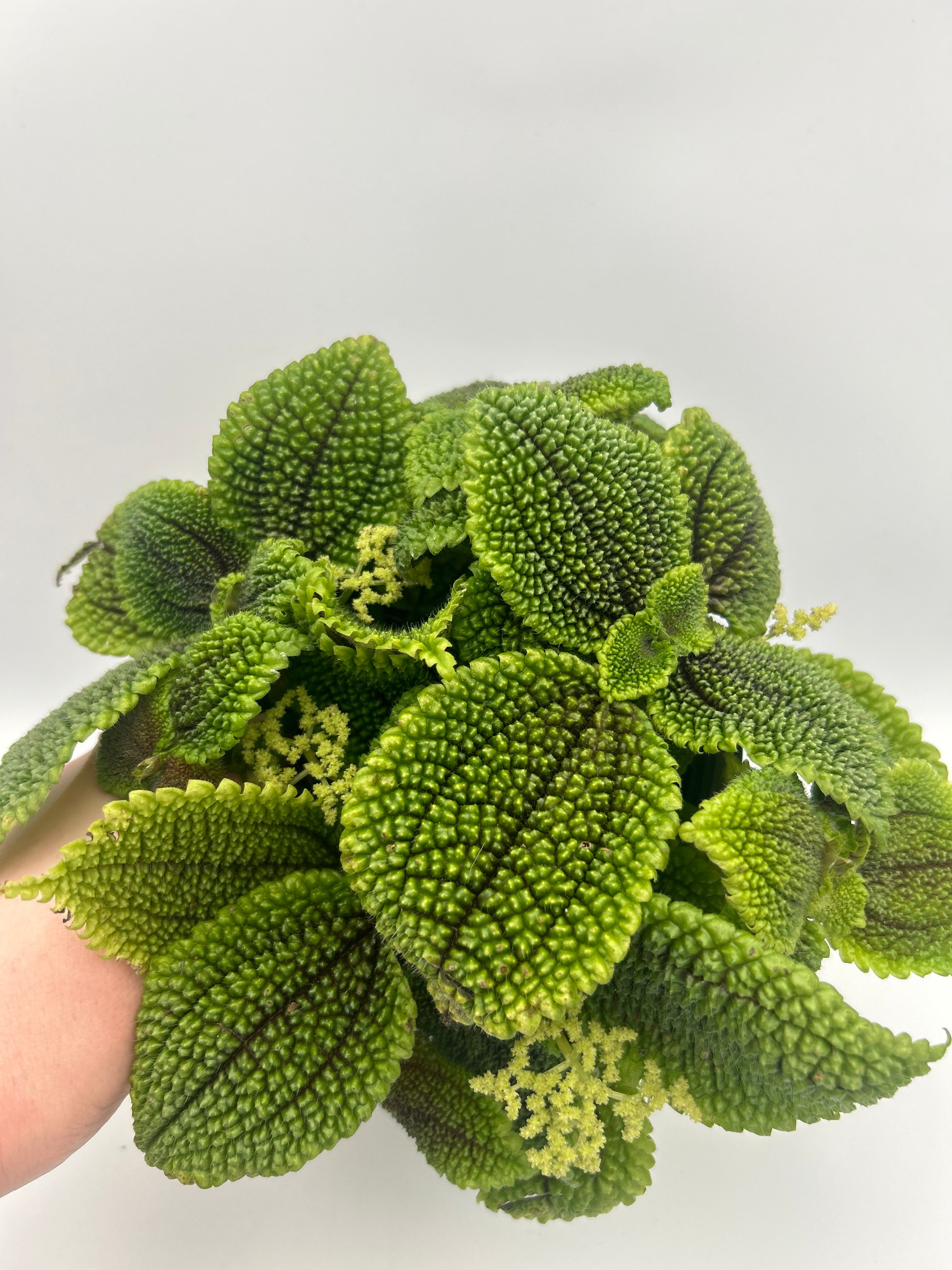 Pilea Moonvalley