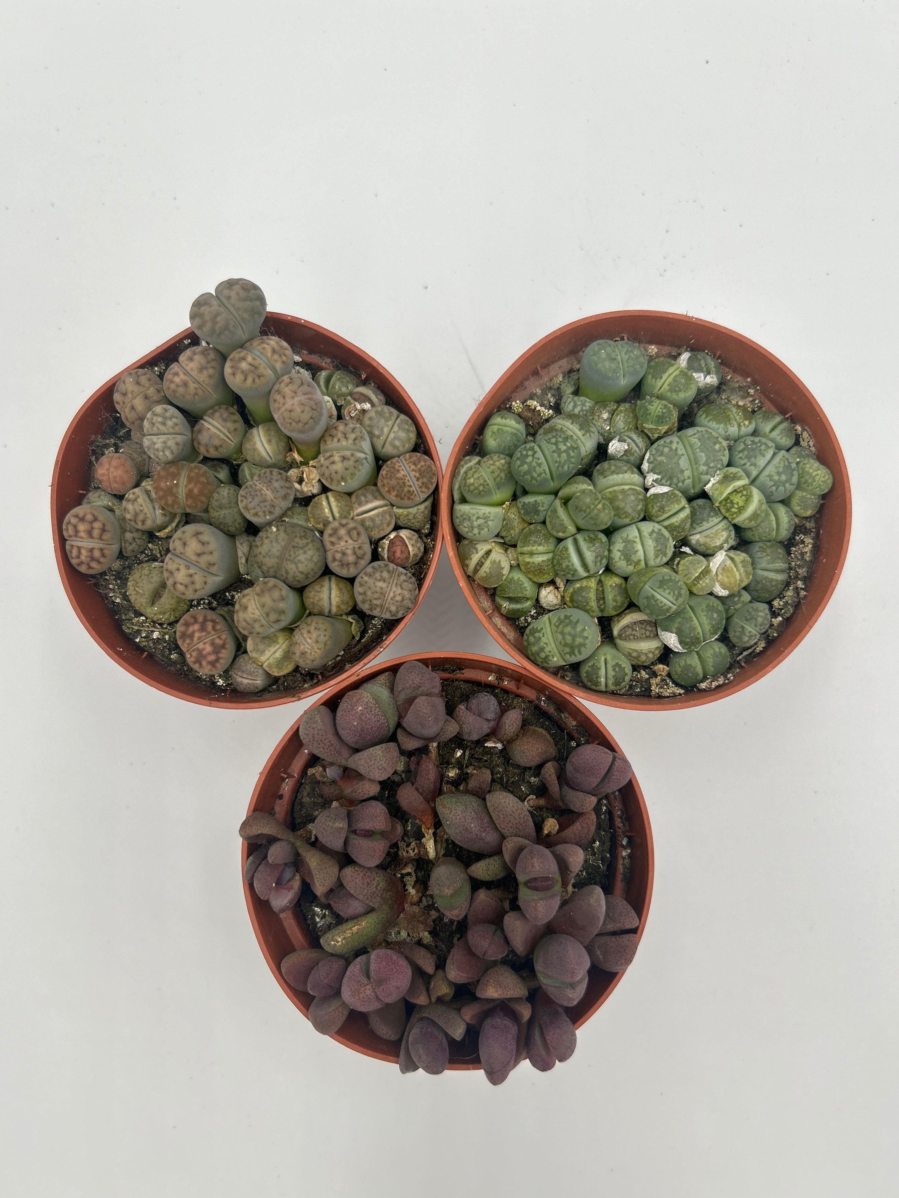 Lithops