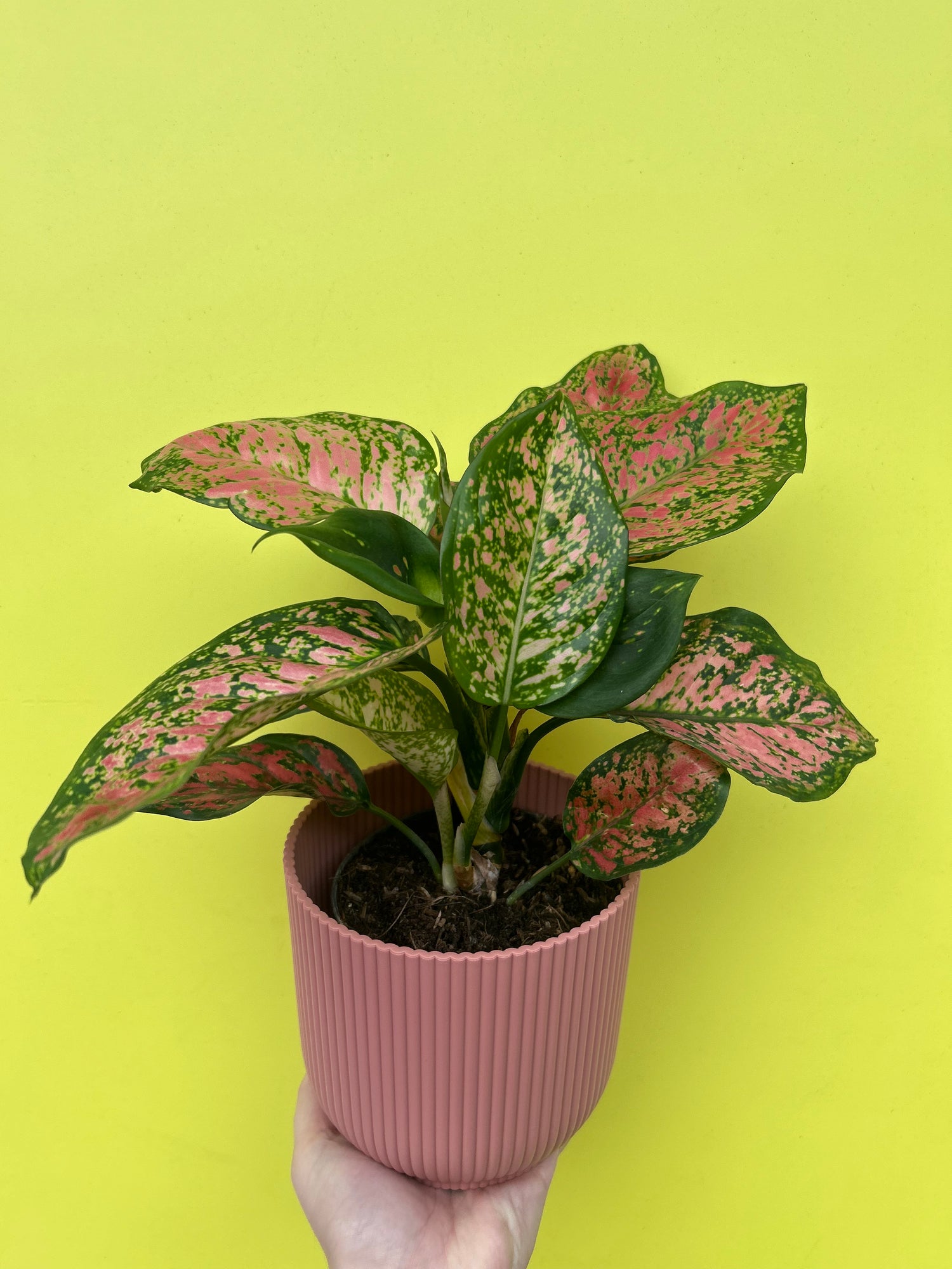 Aglaonema Crimson Love