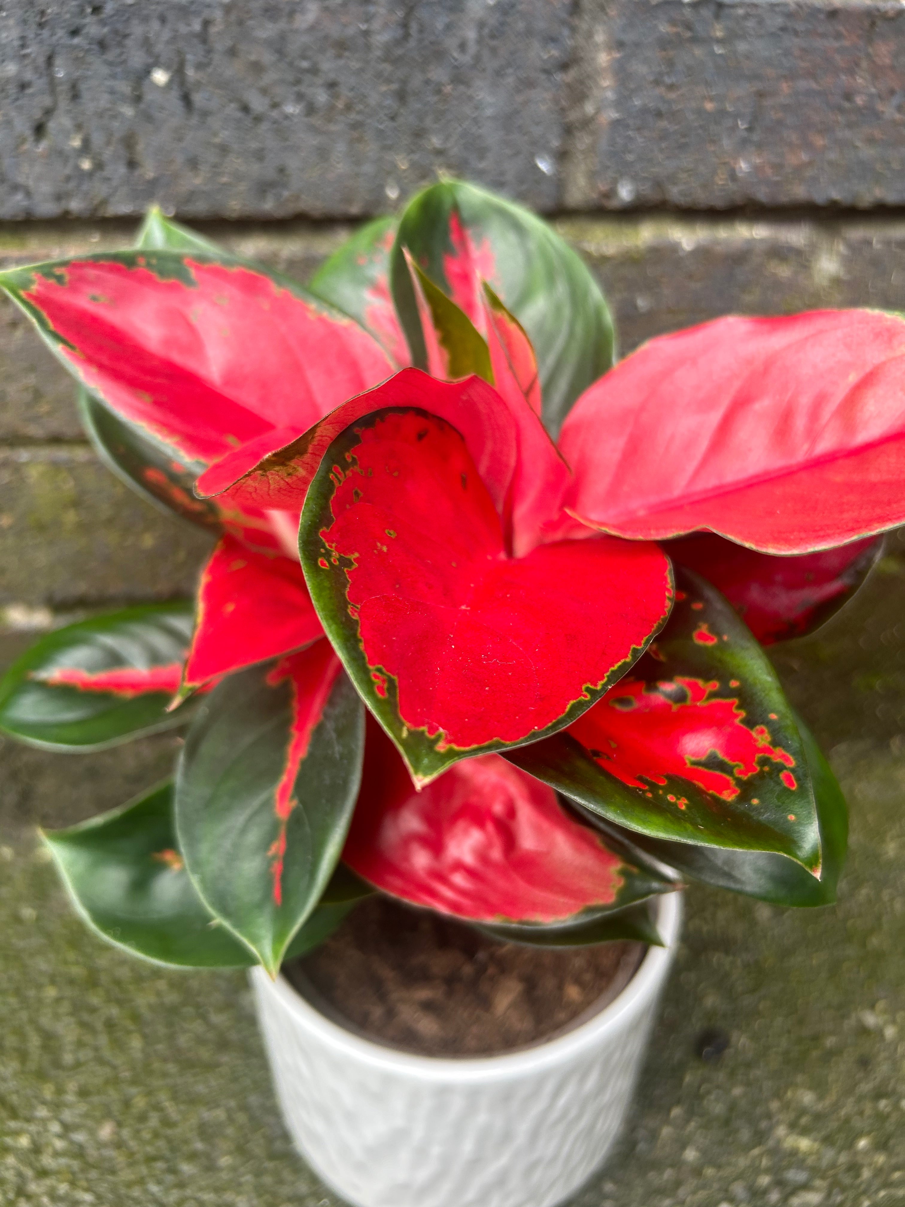 Aglaonema Red Star