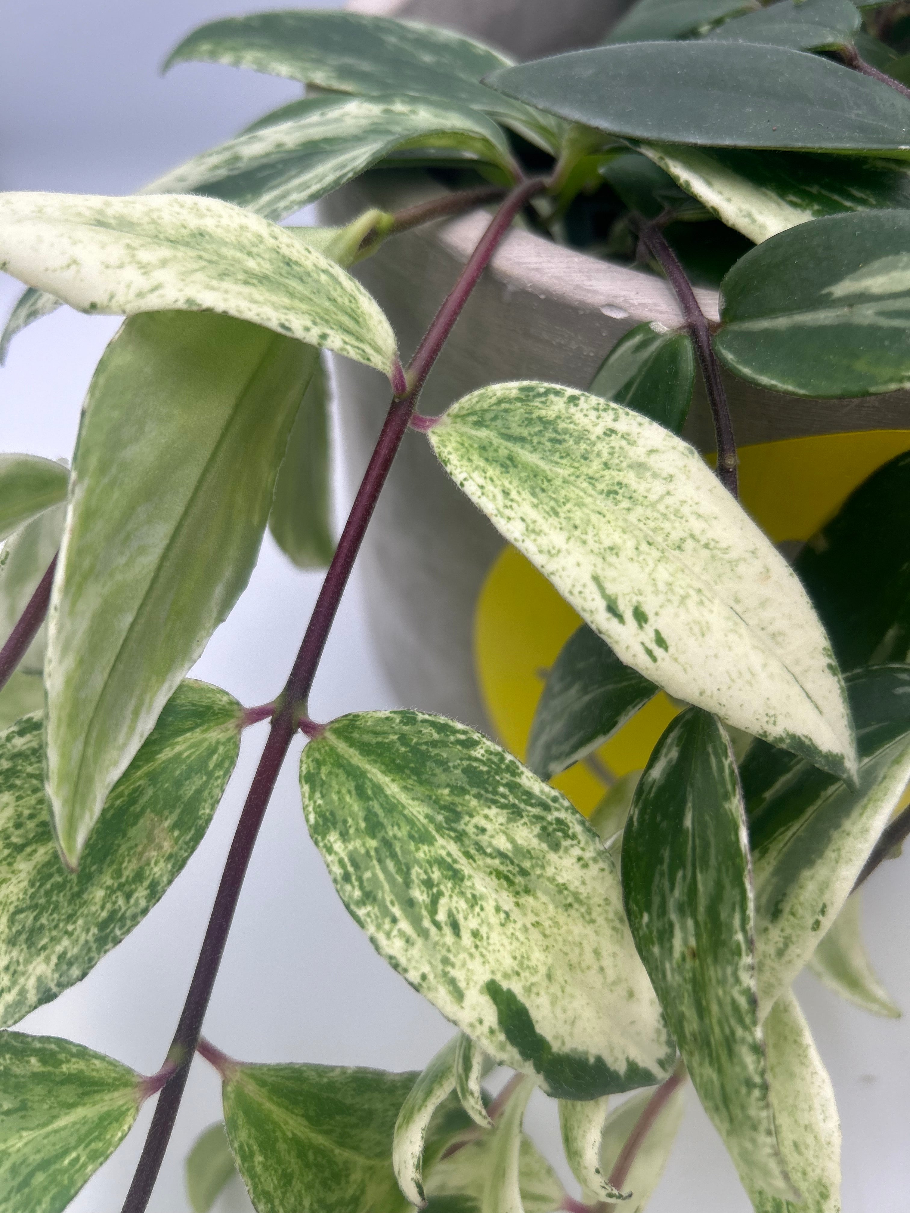 Aeschynanthus Lobbianus Variegatus