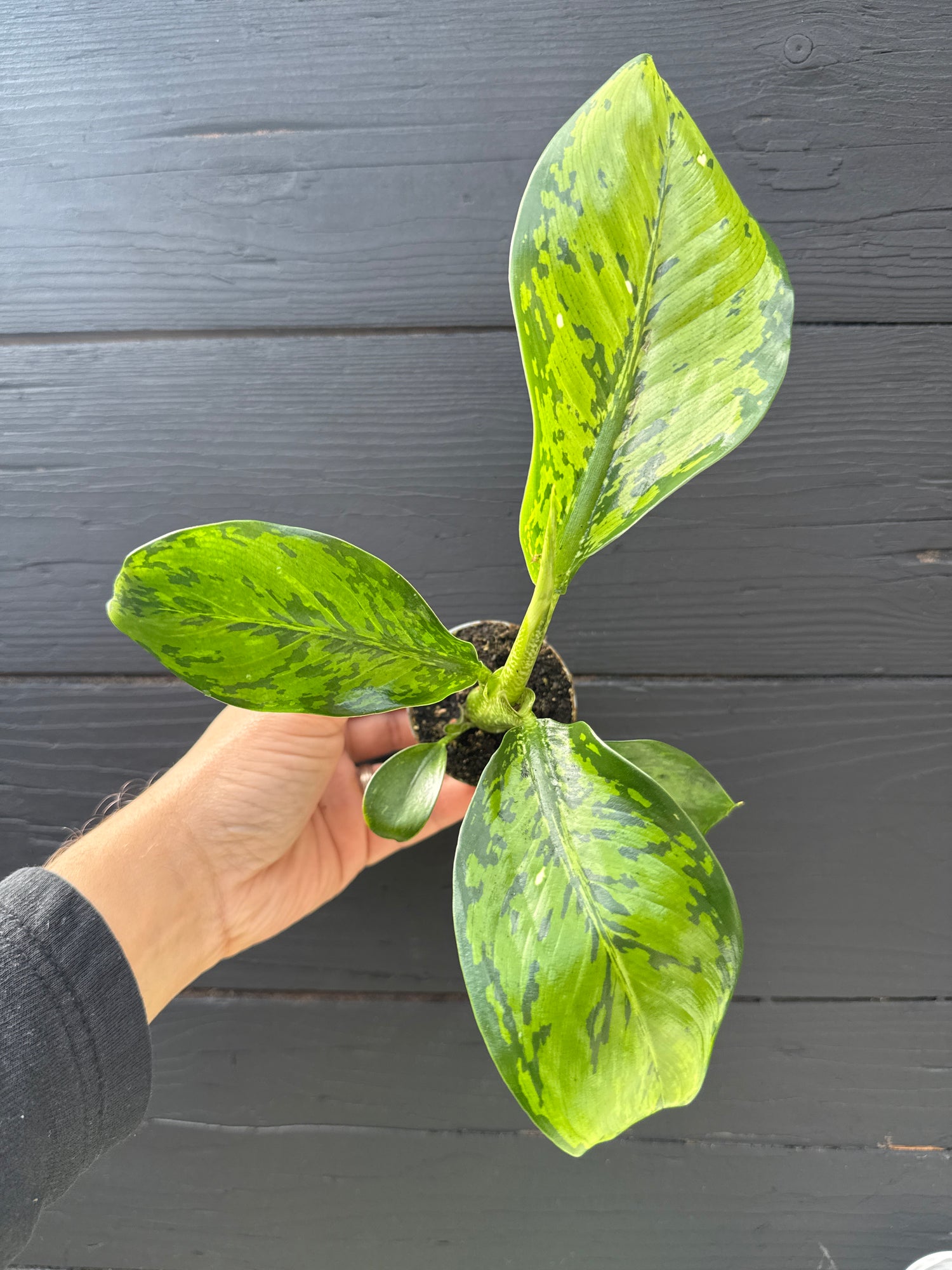 Dieffenbachia Crocodile