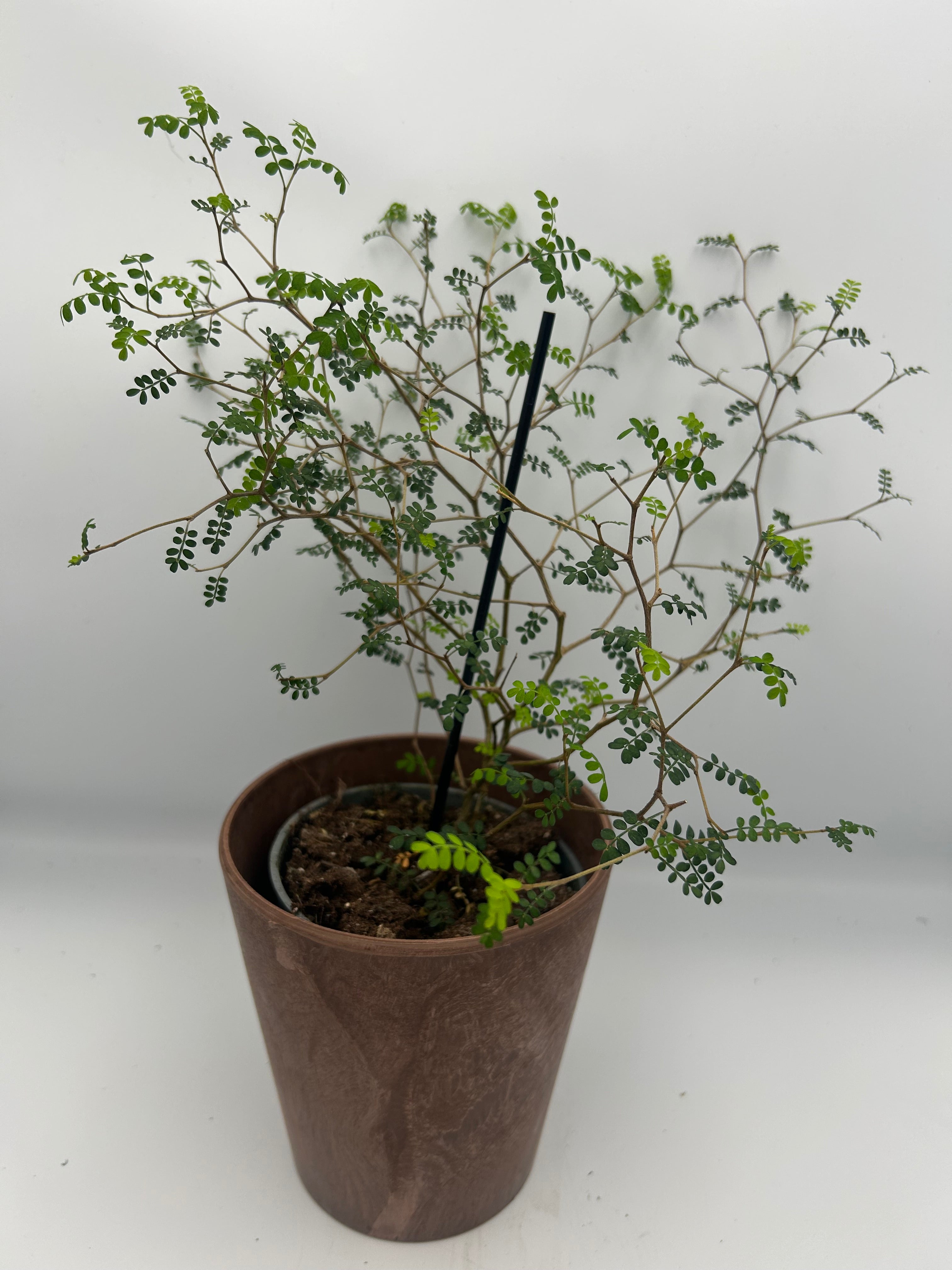 Sophora Little Baby