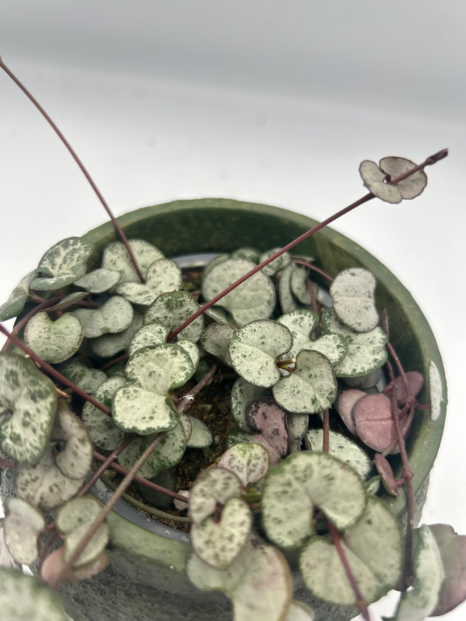Ceropegia Woodii (String of Hearts)