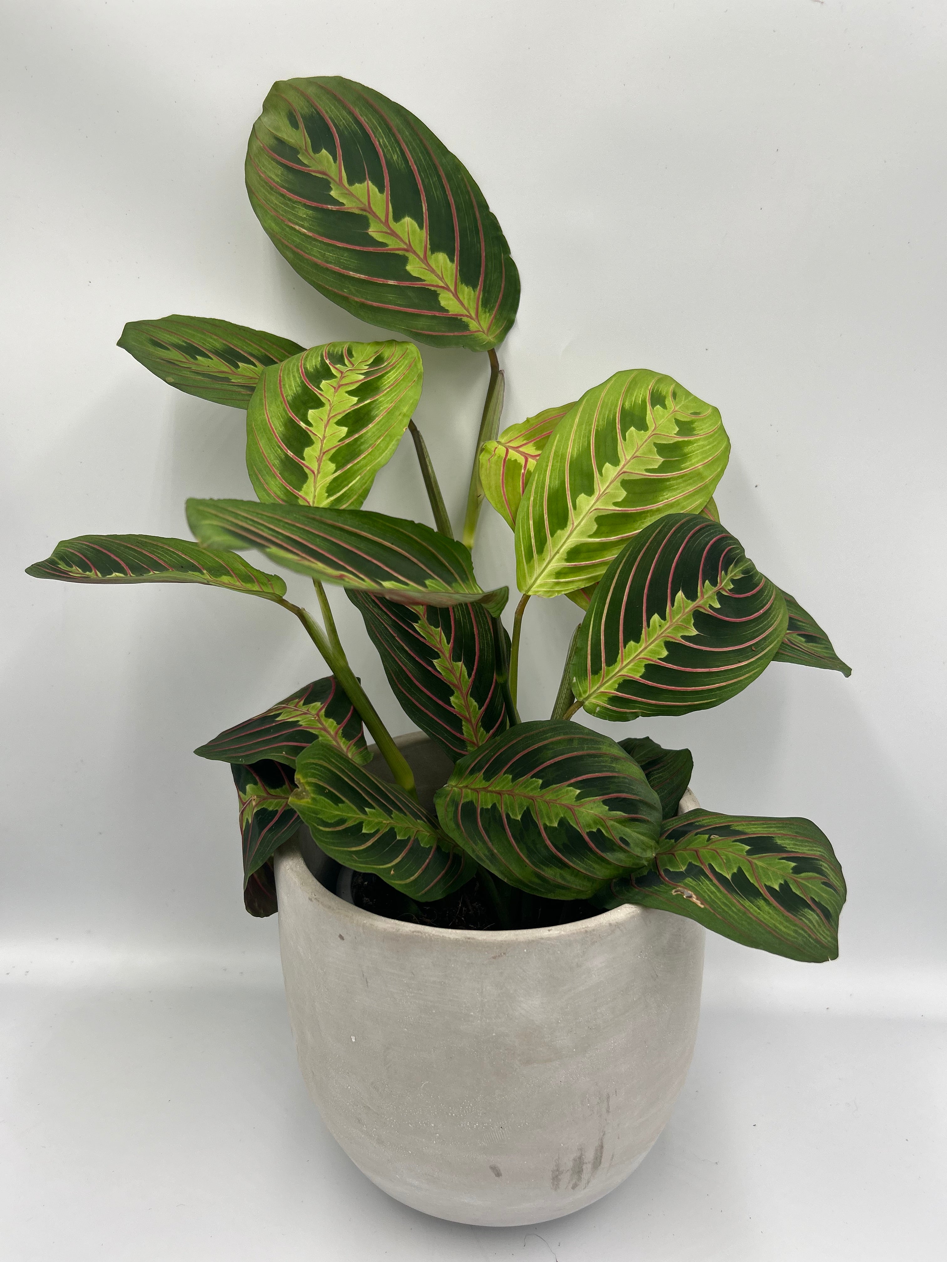 Maranta leuconeura red stripe
