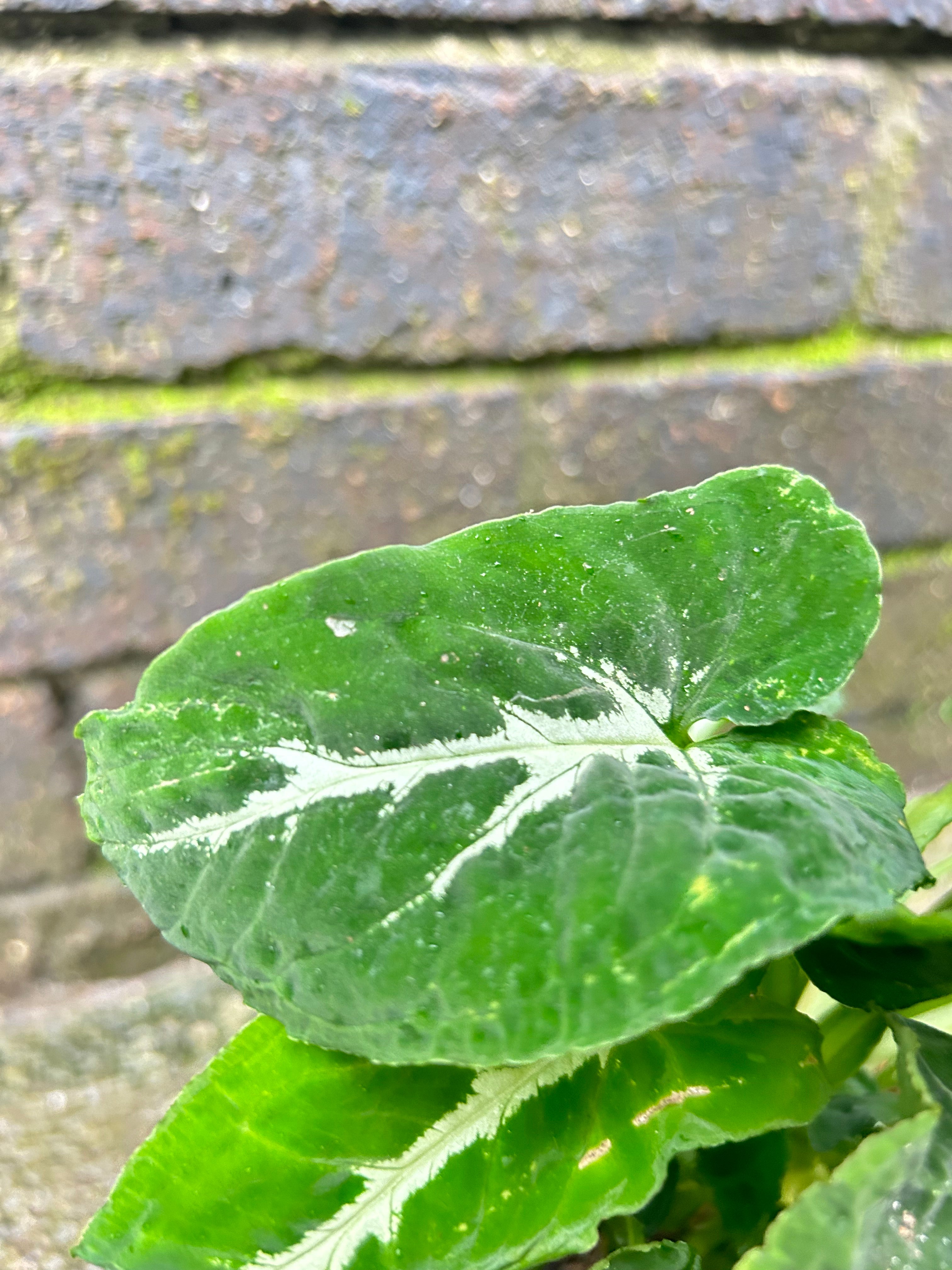 Syngonum Wendlandii