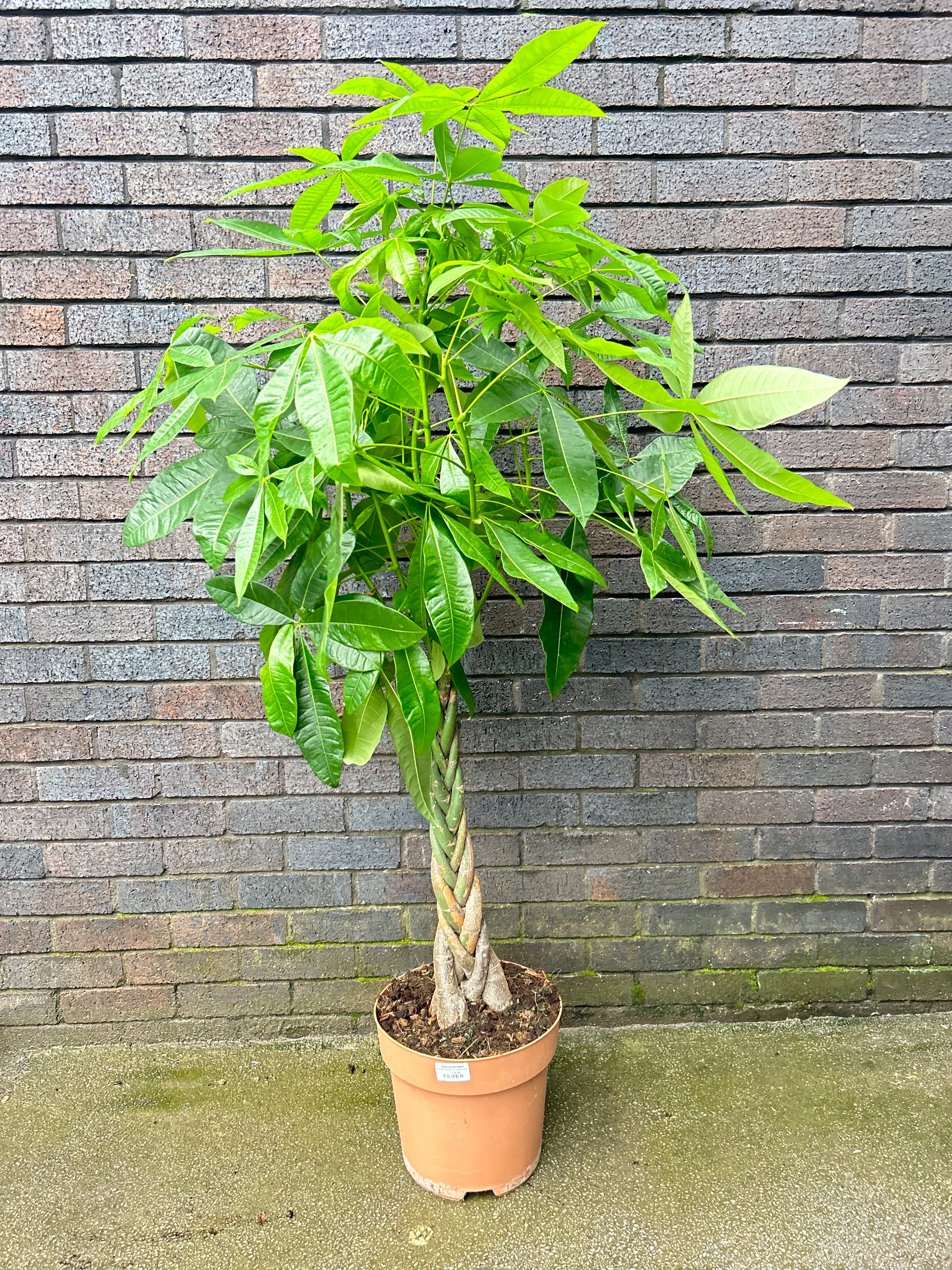 Pachira Aquatica