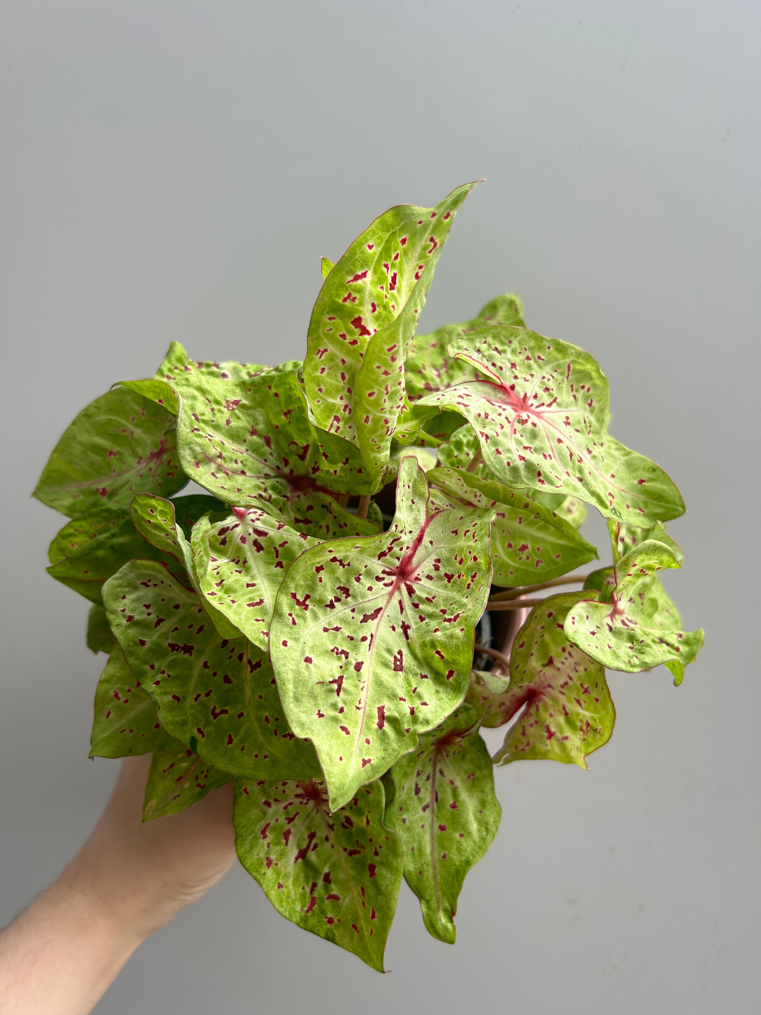 Caladium Bi-Colour