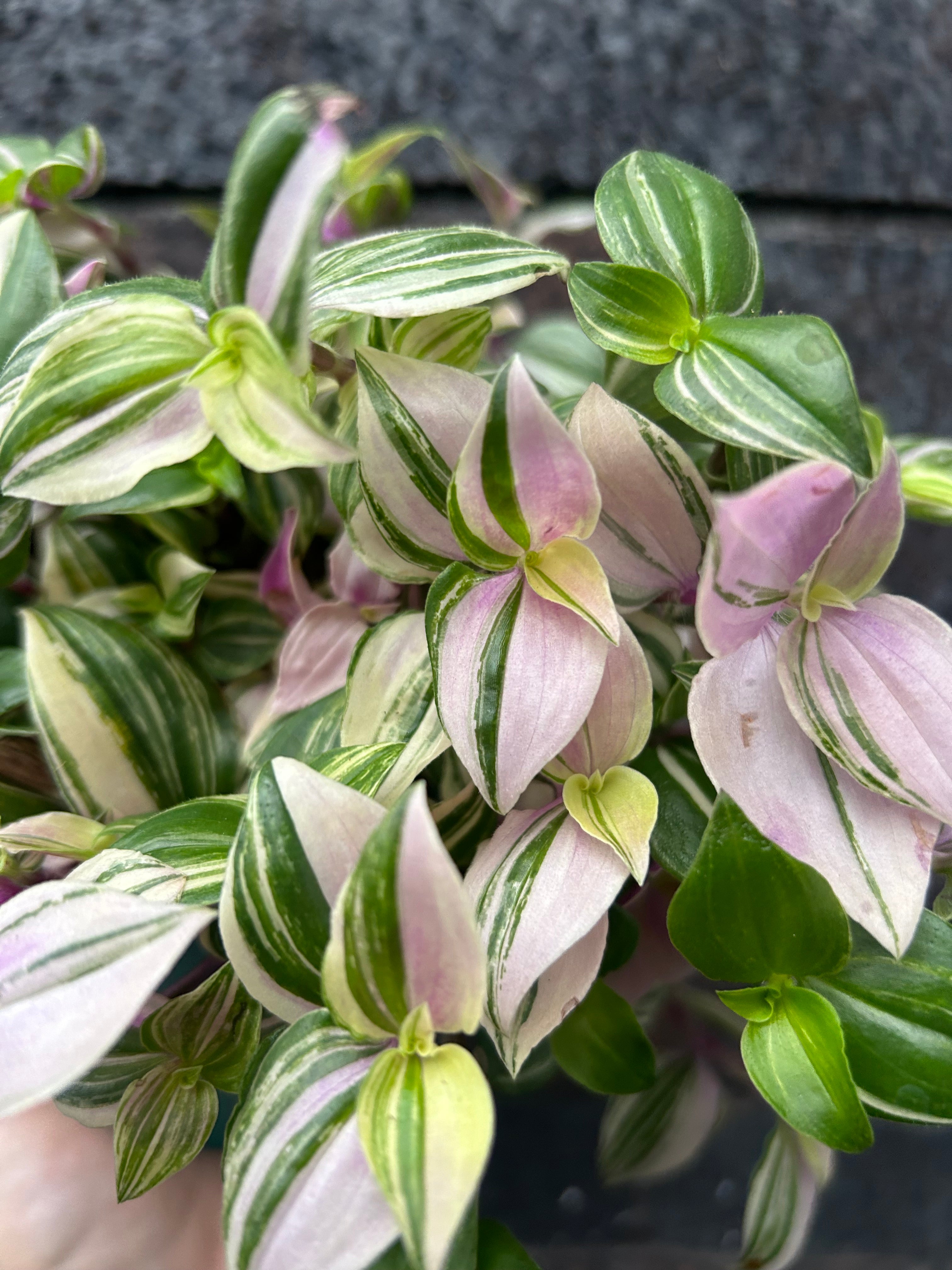 Tradescantia fluminensis