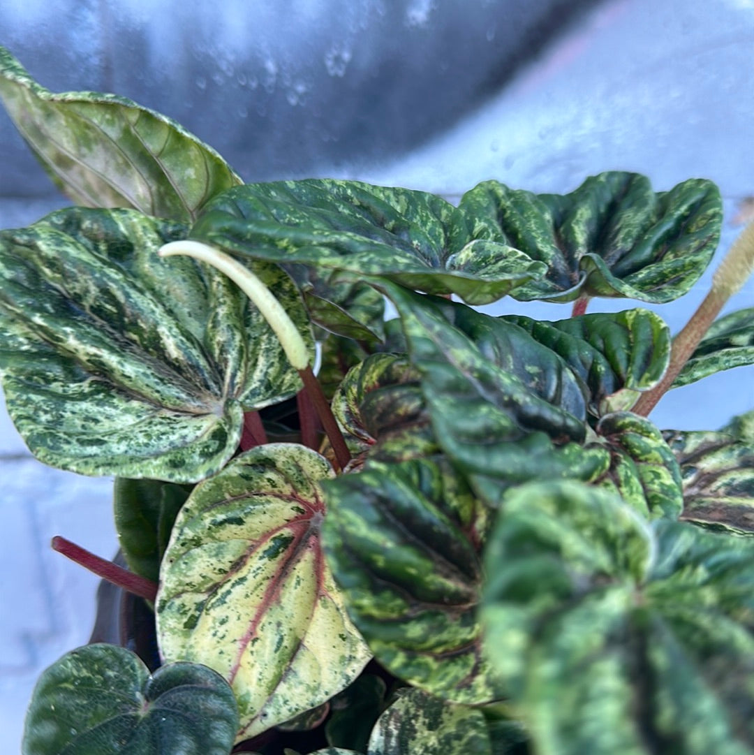 Peperomia Buenos Aires