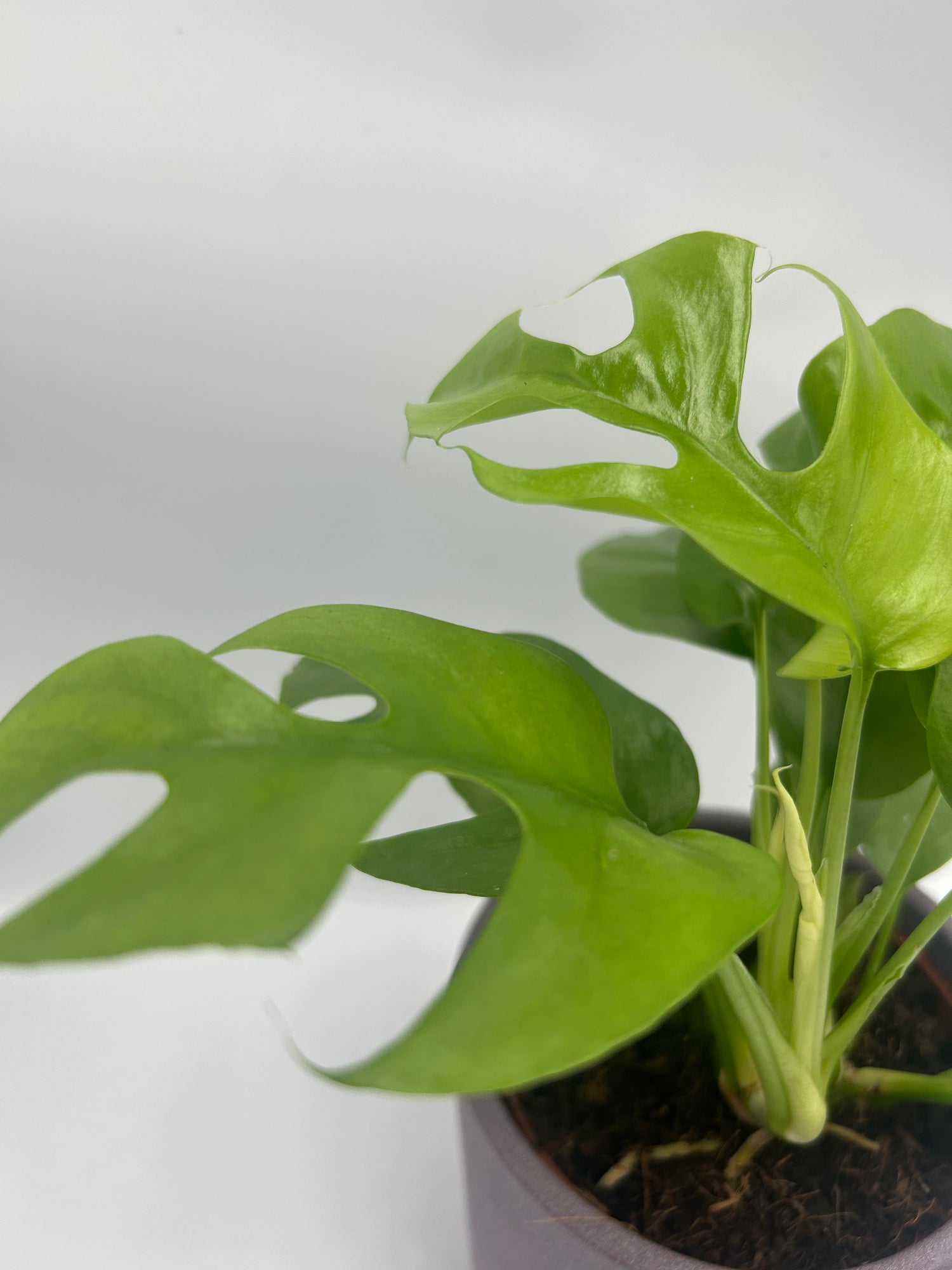 Monstera Minima