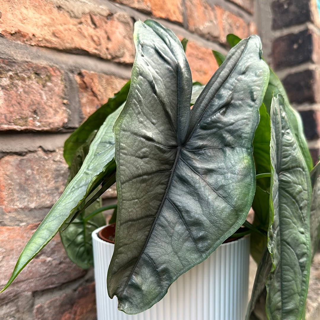 Alocasia Heterophylla