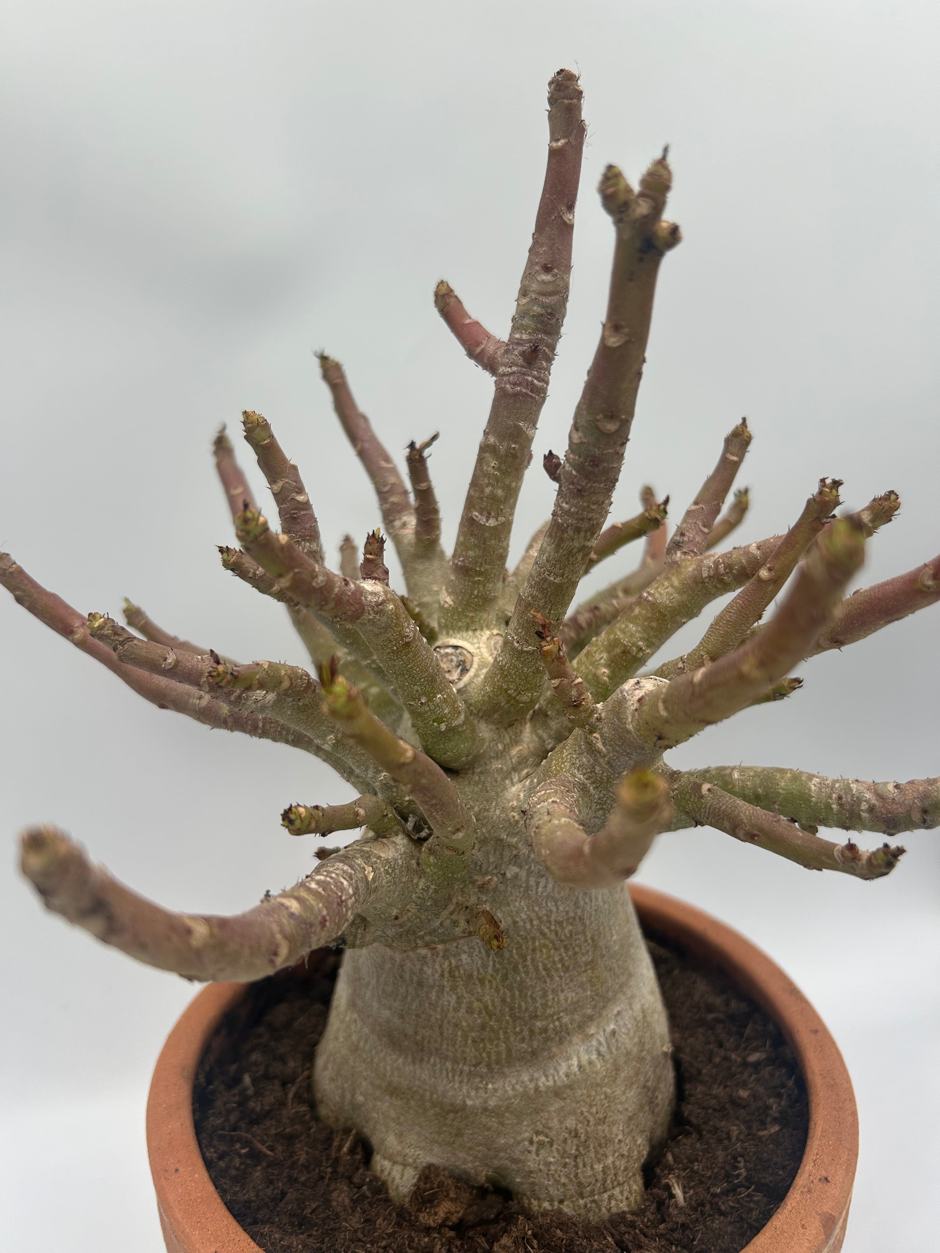 Adenium Baobab