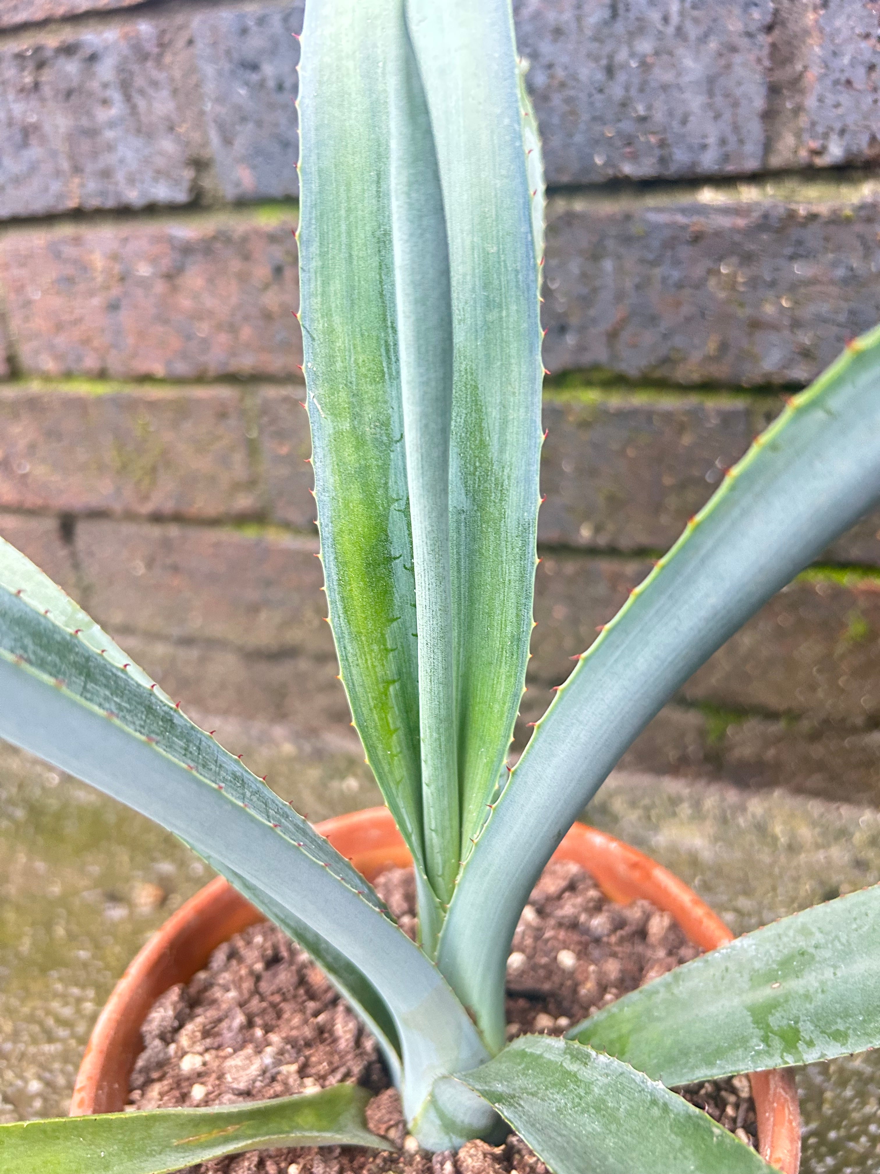 Agave Tequilana