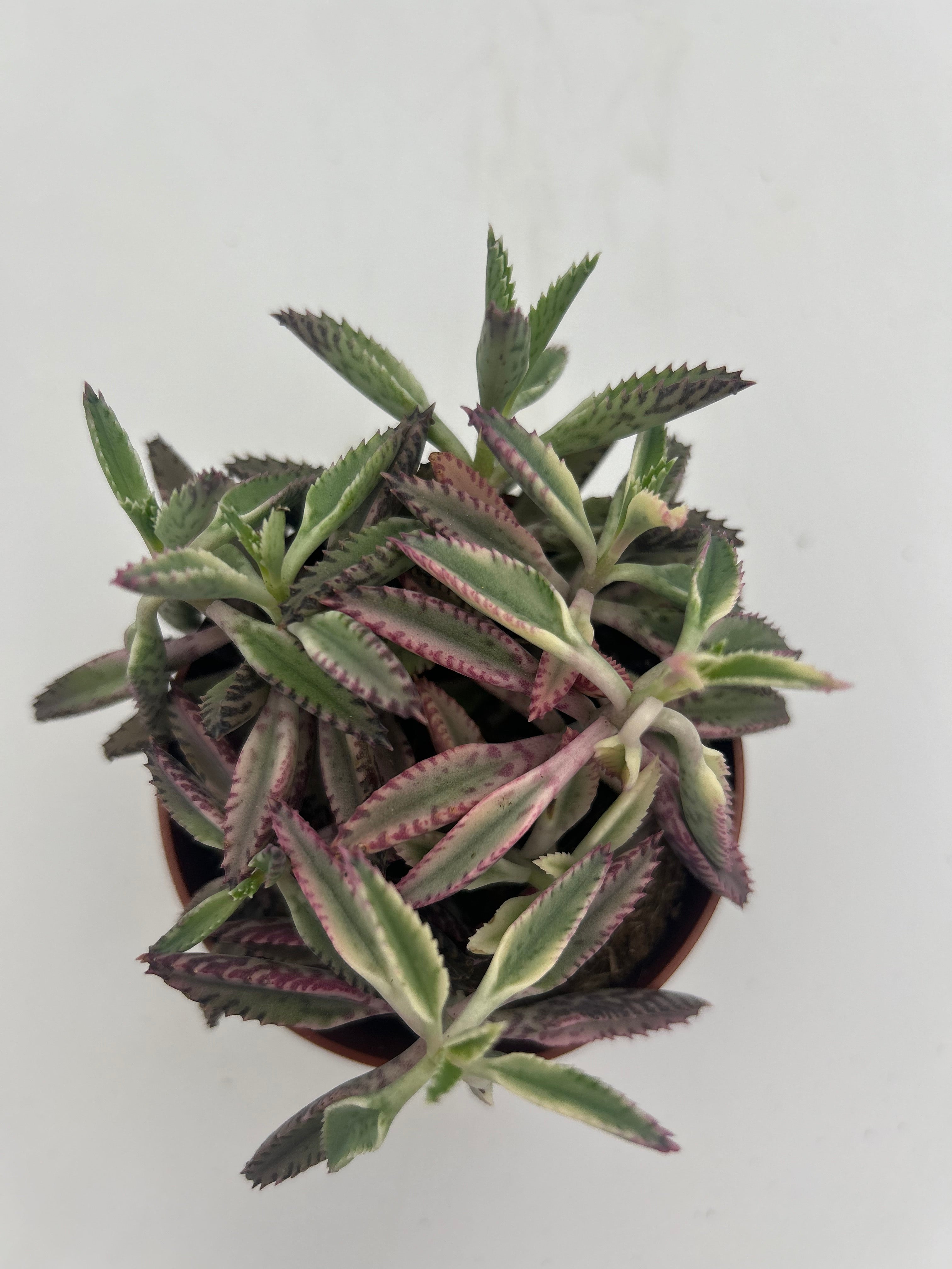 Kalanchoe Daigremontia Pink